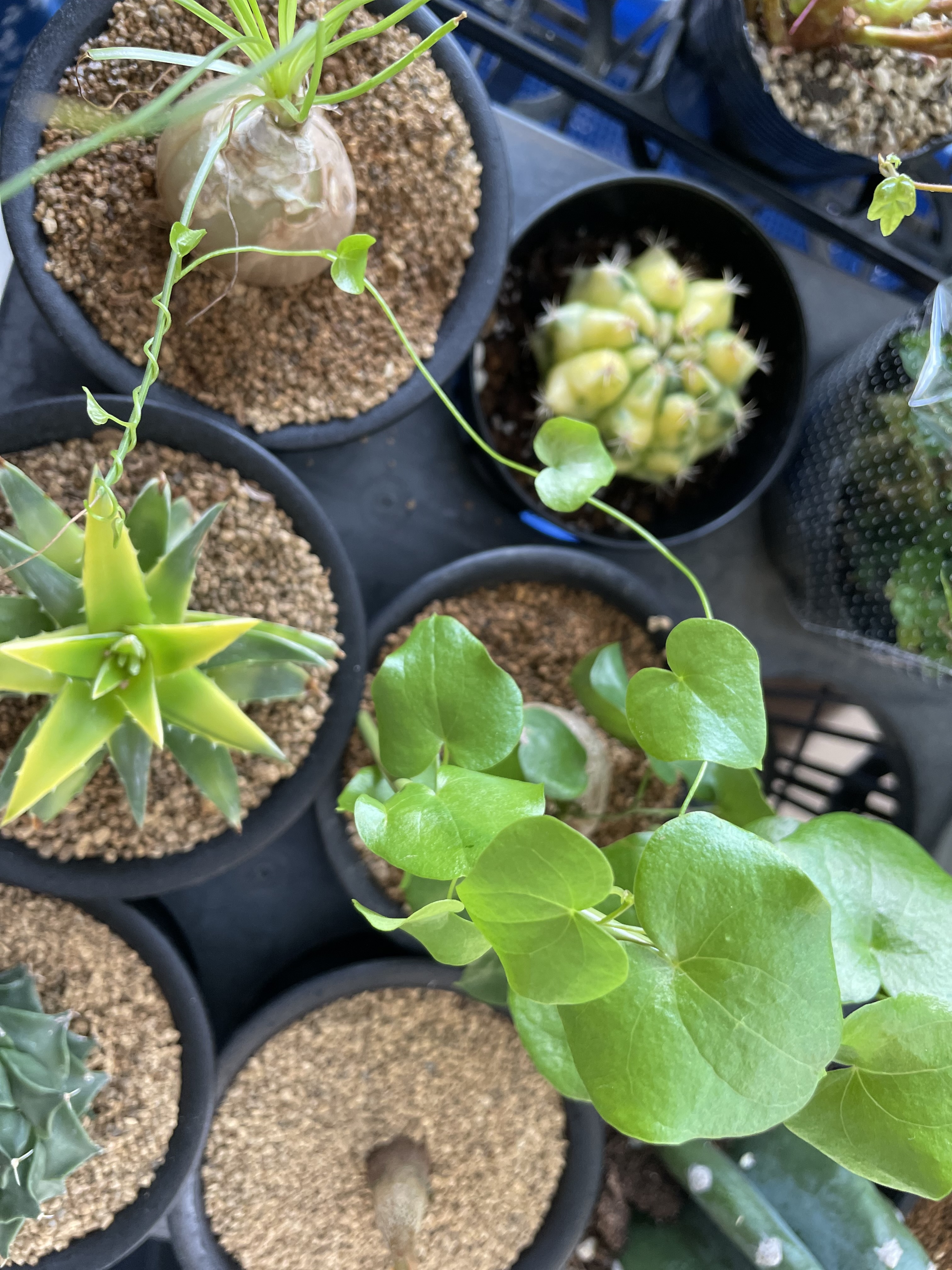 ツルは好き放題からんでいきます😆可愛すぎる〜