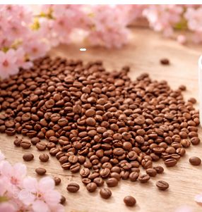 【新着】春のさくらブルボン、グァテマラ オリエンテの在庫について