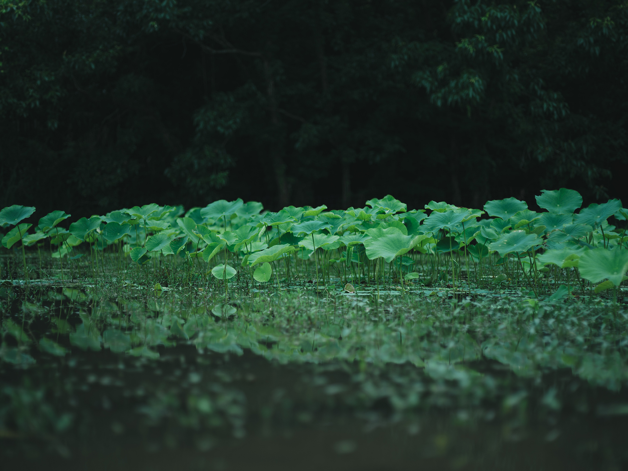 読むタナカレンコン