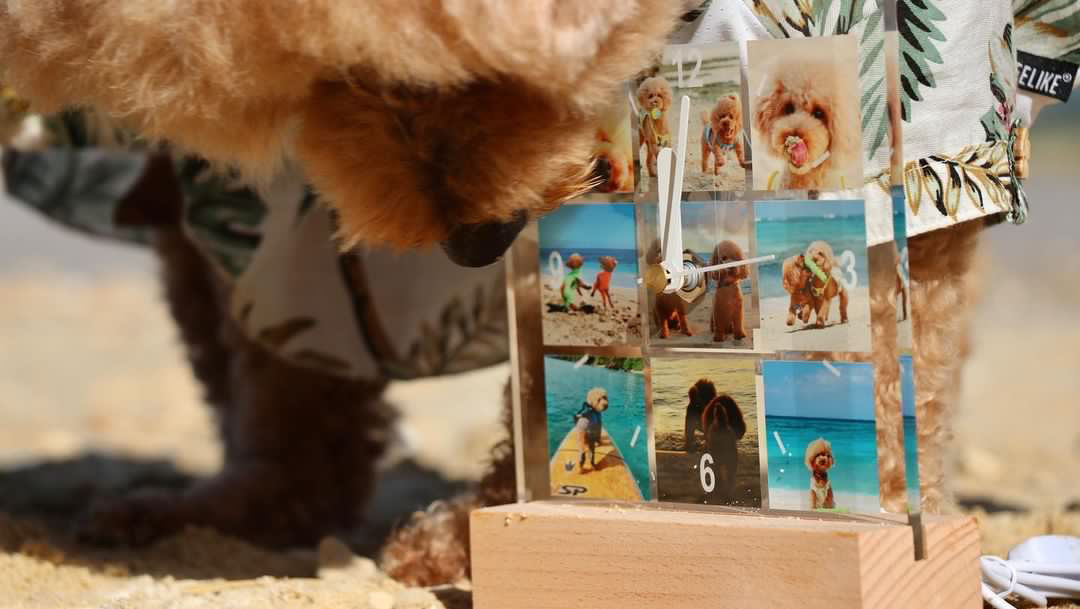 「愛犬は時を共に過ごす大切なパートナー」