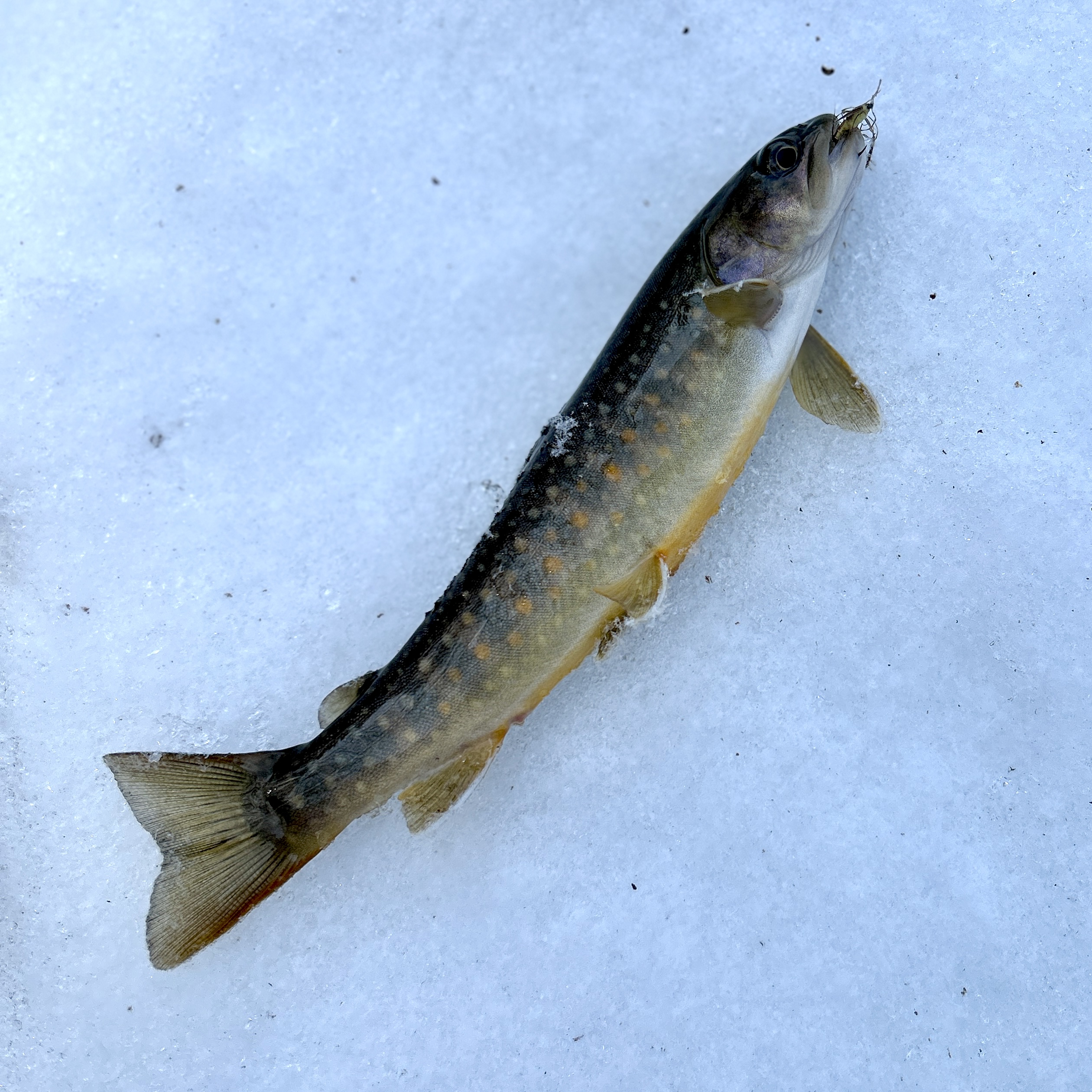 山はまだ冬でした。