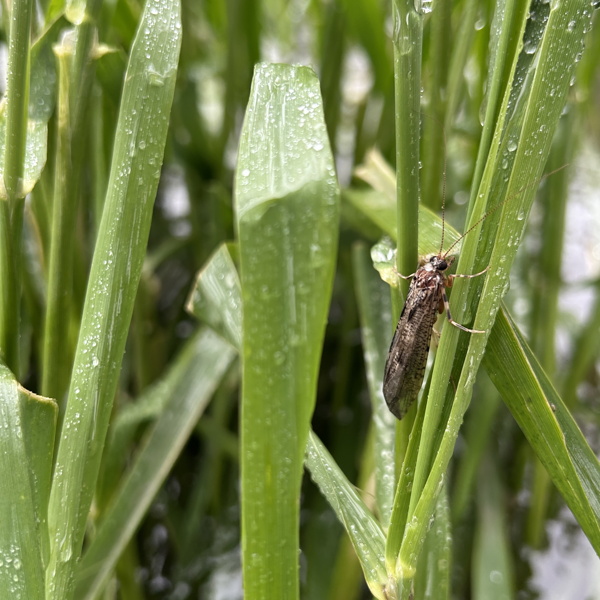 川に灯った小さなランタン