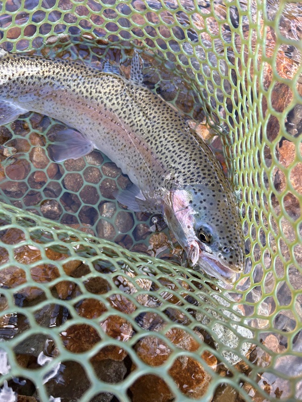 野反湖ハコスチ