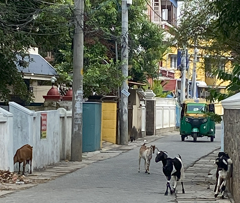 インド屈指のリゾート kochi　オシャレ編