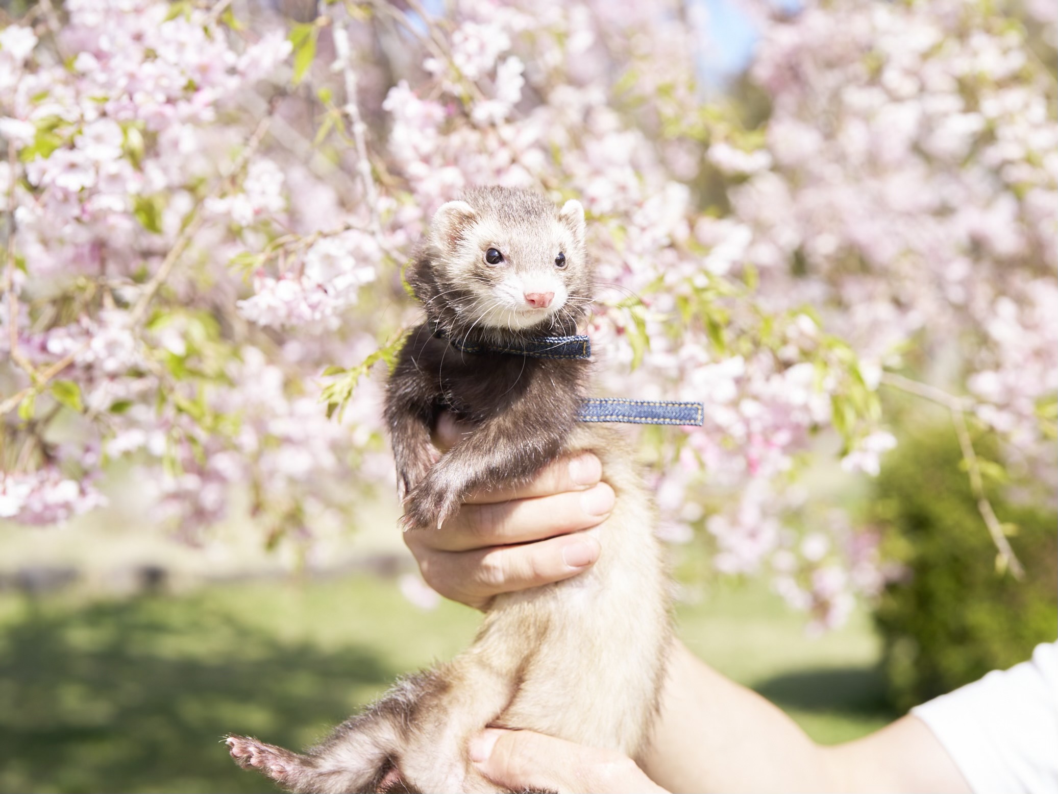 ワンちゃんだけでなく、他の動物も撮影します！