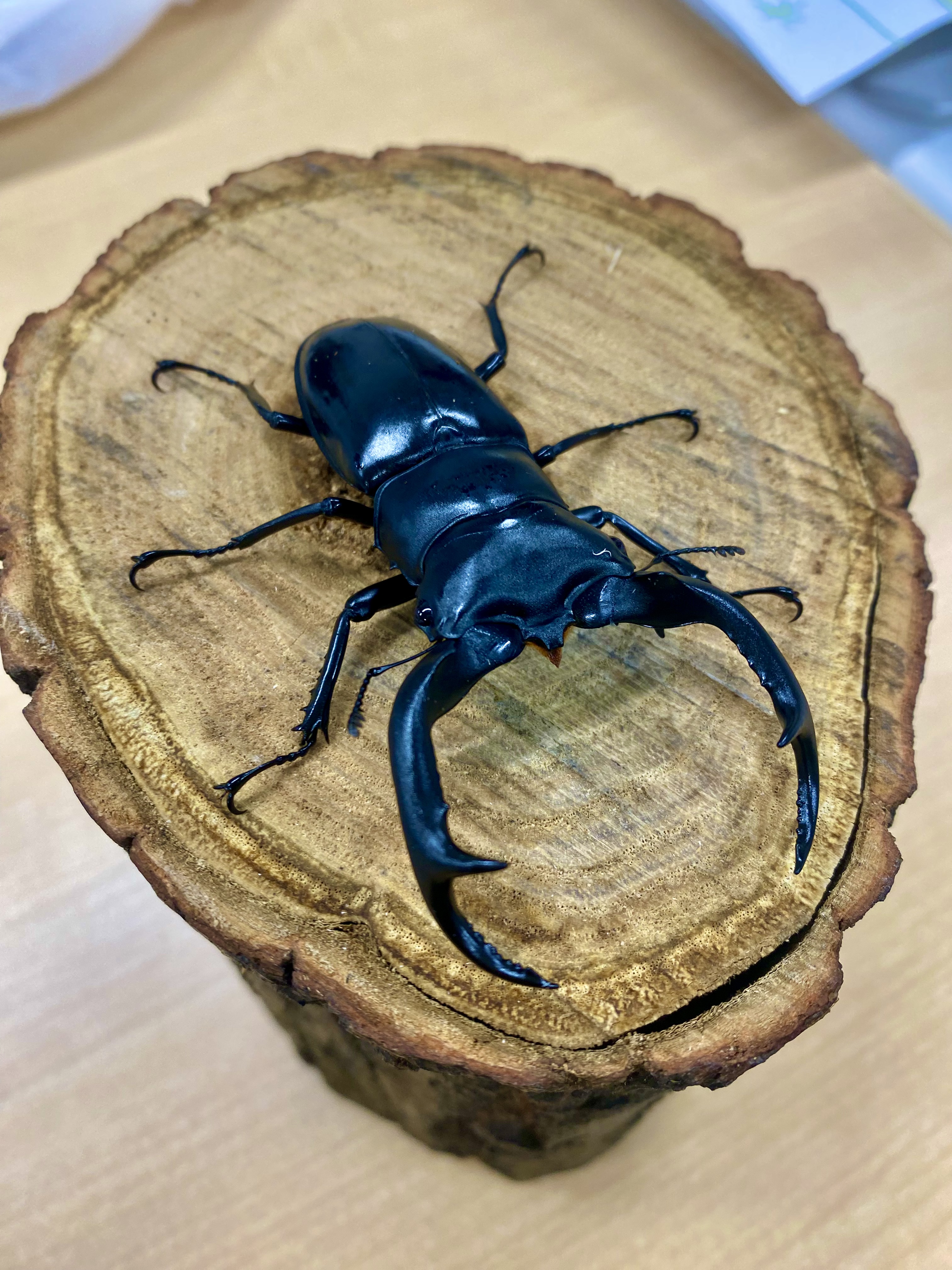 飼育ラインのご紹介