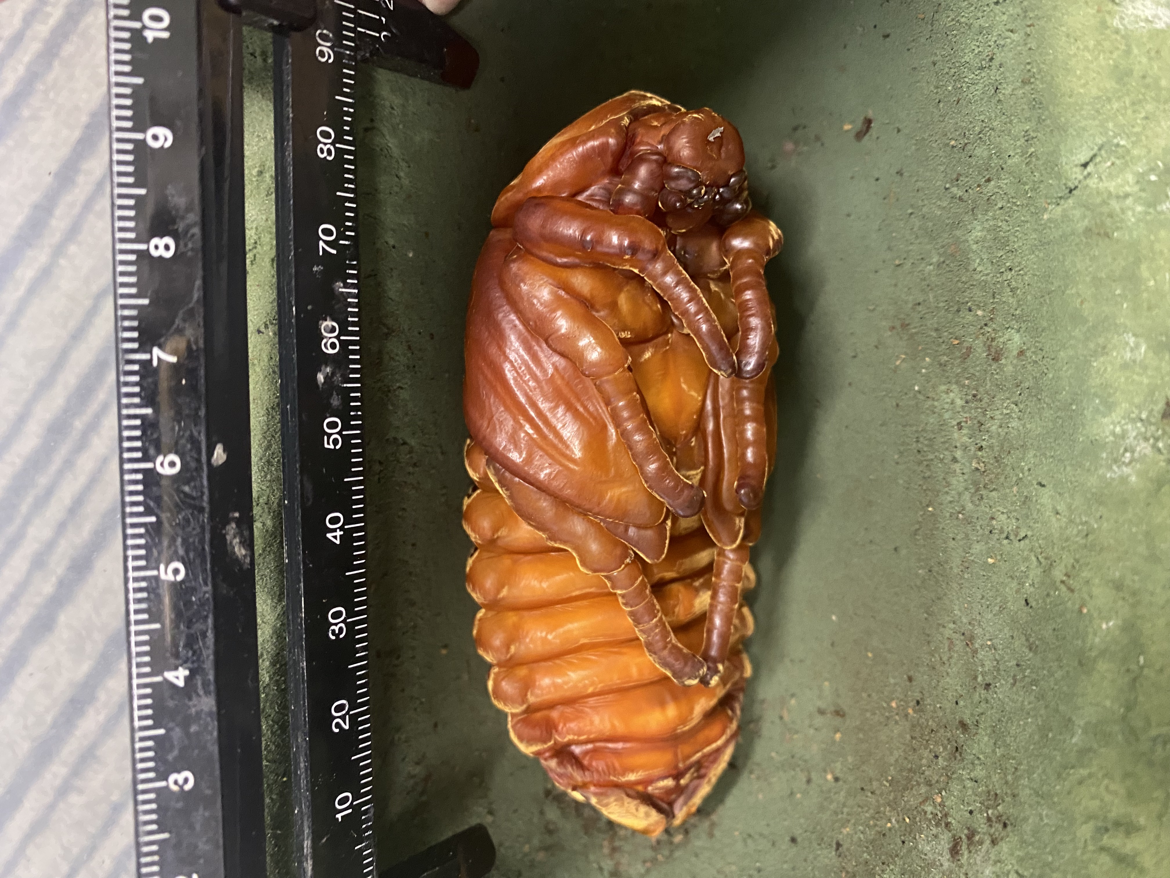 本当に♀なのか?