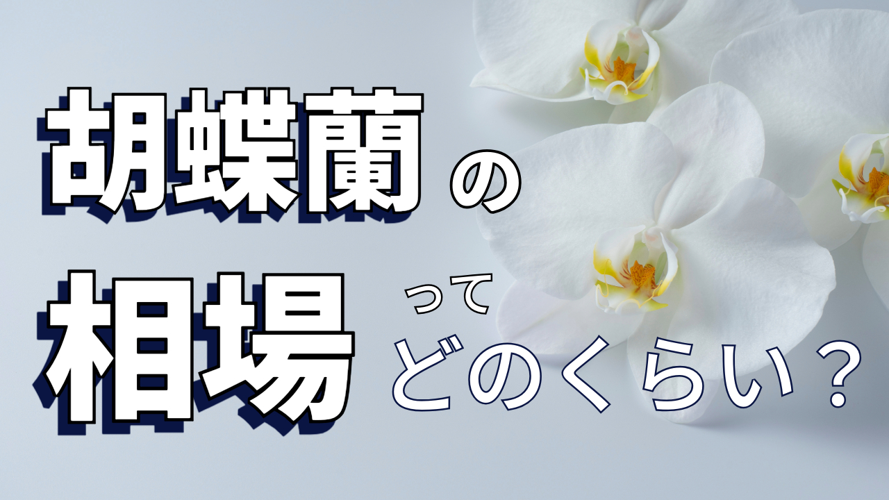胡蝶蘭の相場ってどのくらい？　～贈る用途によって違う相場～　リックフラワー