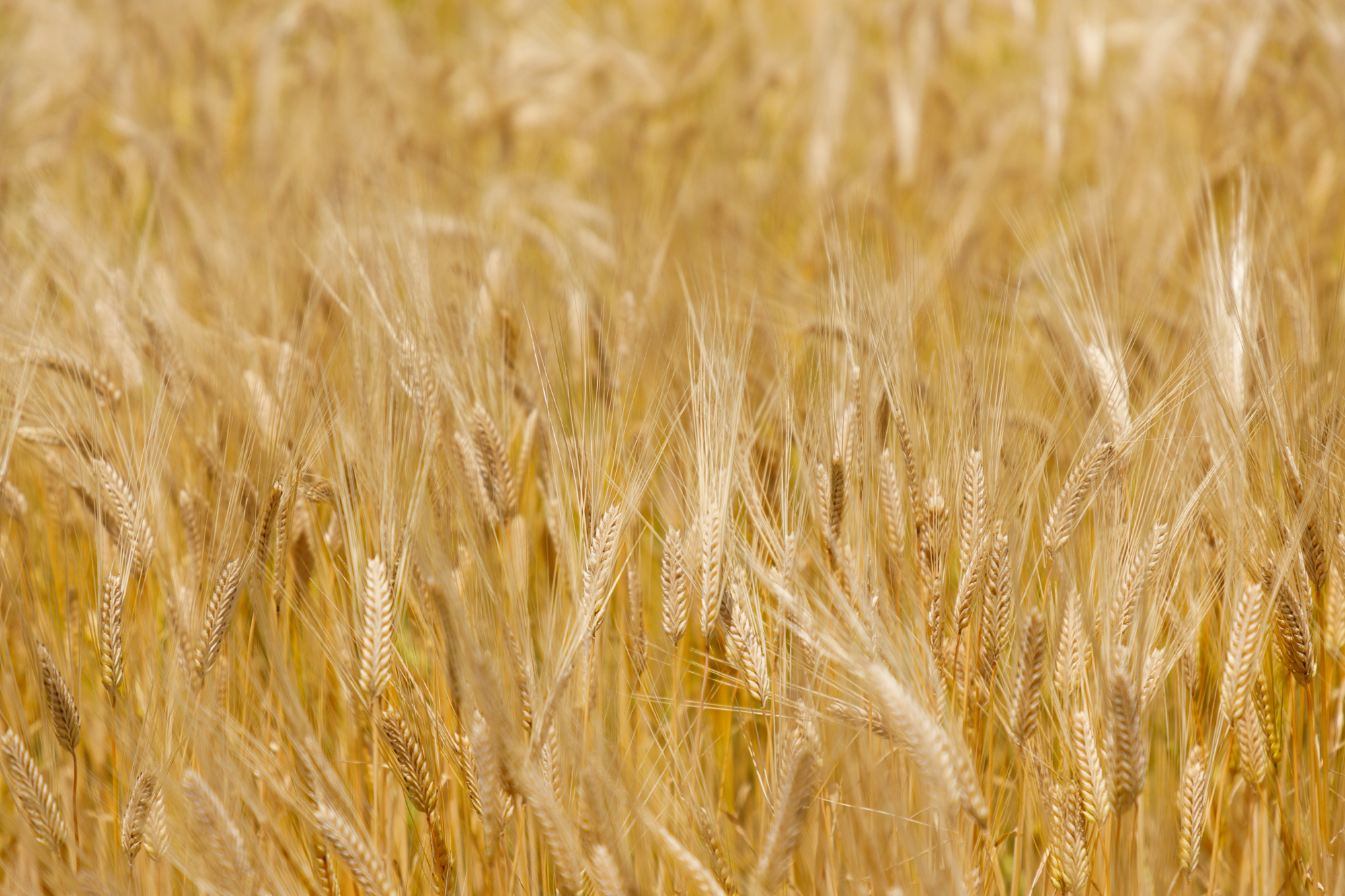 麦の健康成分について