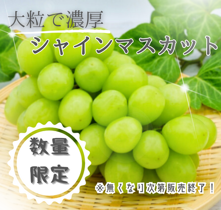 【数量限定】シャインマスカット（9月以降販売予定）