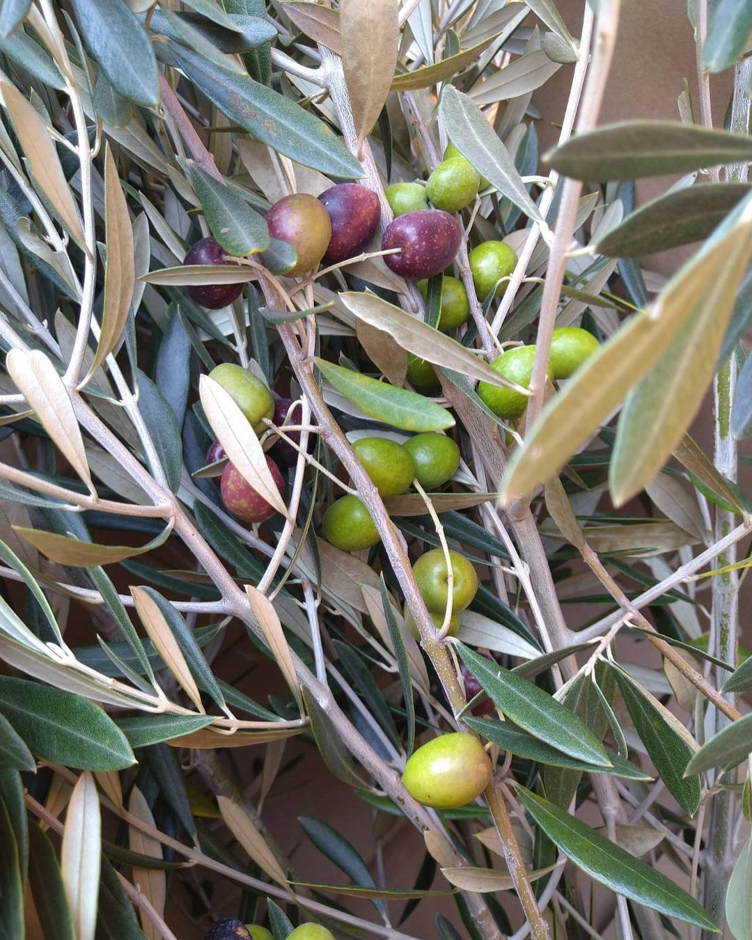 オリーブの実を収穫しました