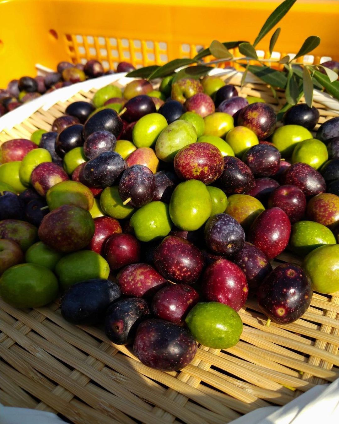 オリーブの実を収穫しました