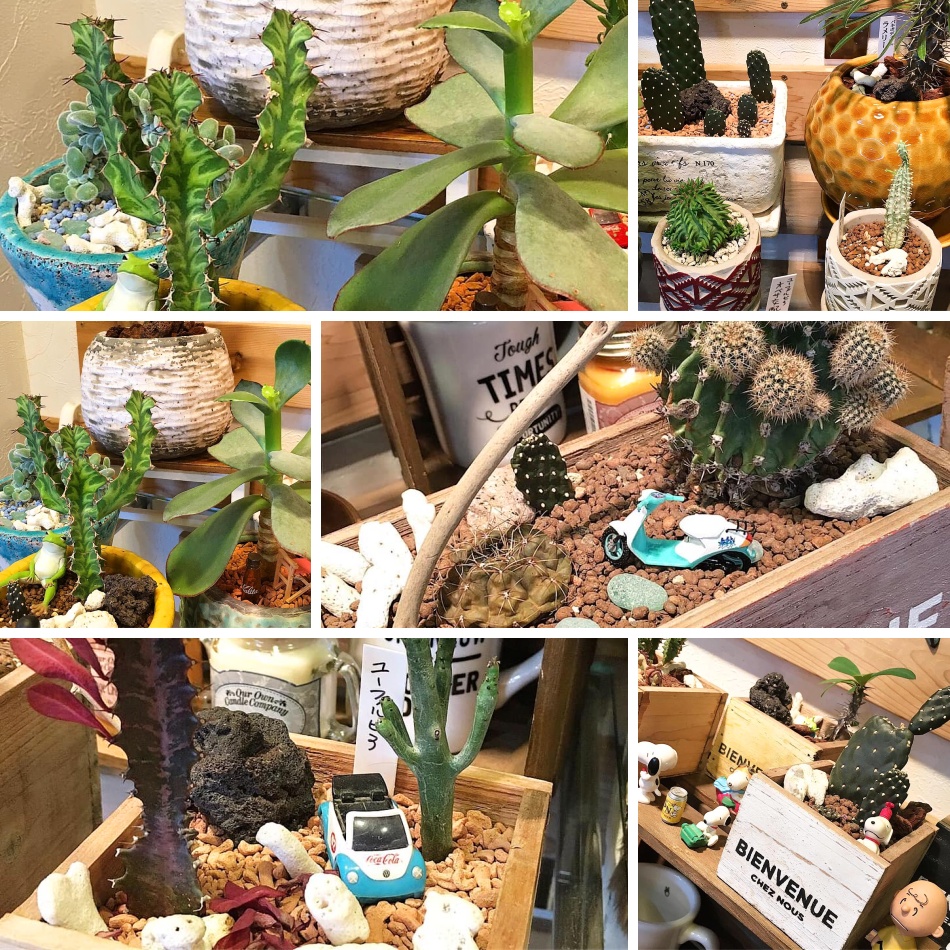 手作り寄せ植えサボテン♪