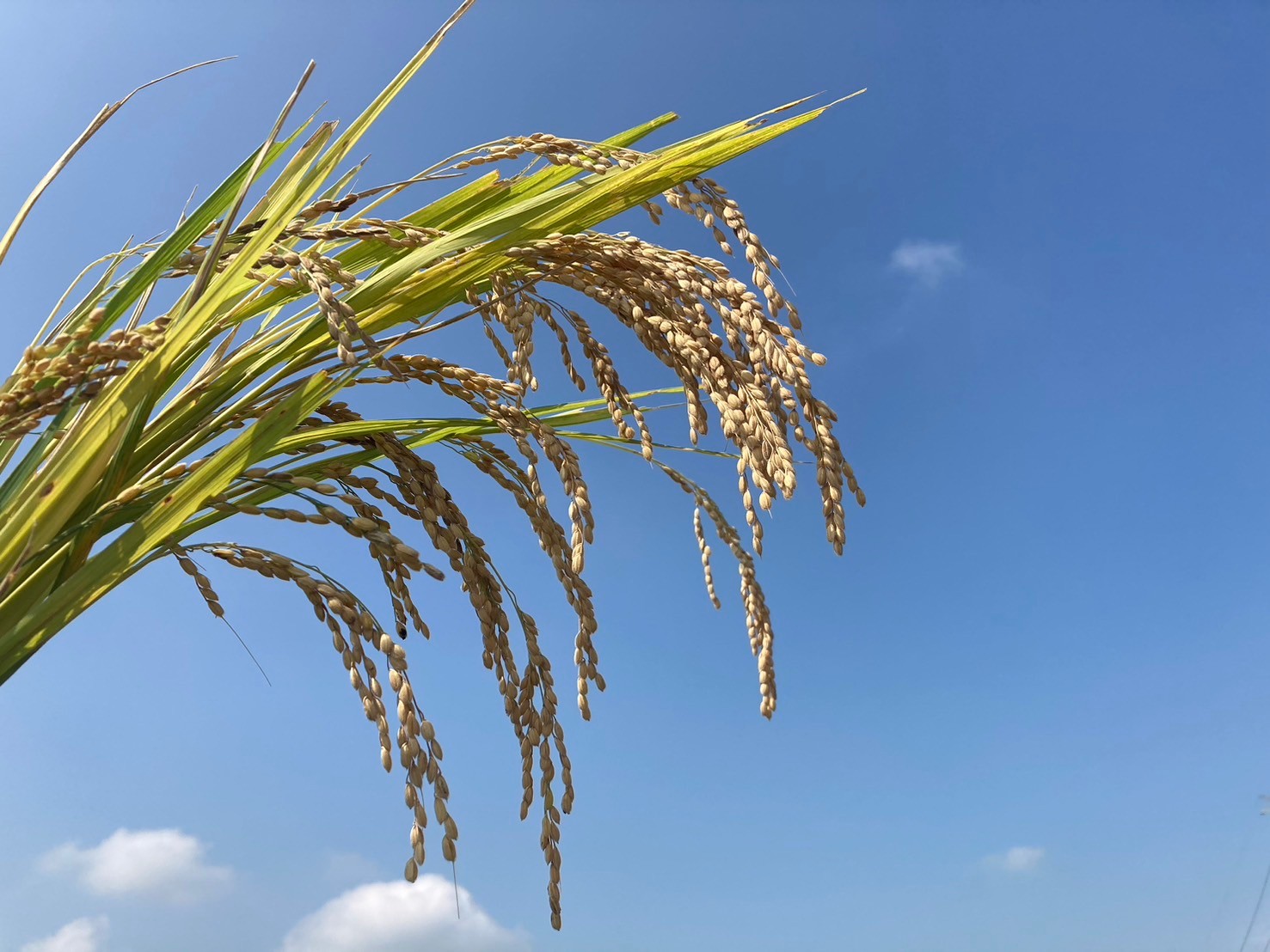 今年も”一等級米” 🌾
