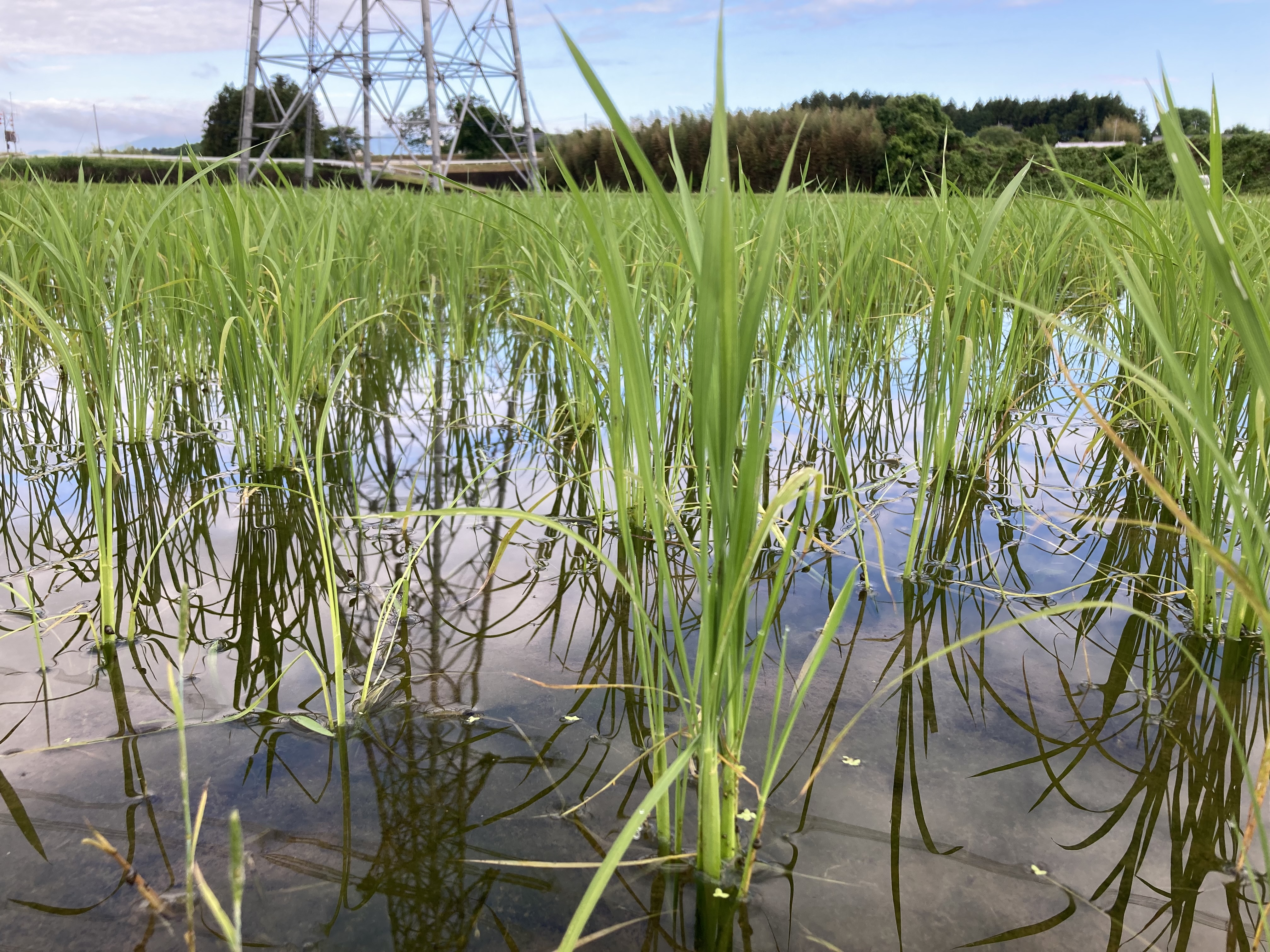 田植え後の様子🌱🌱