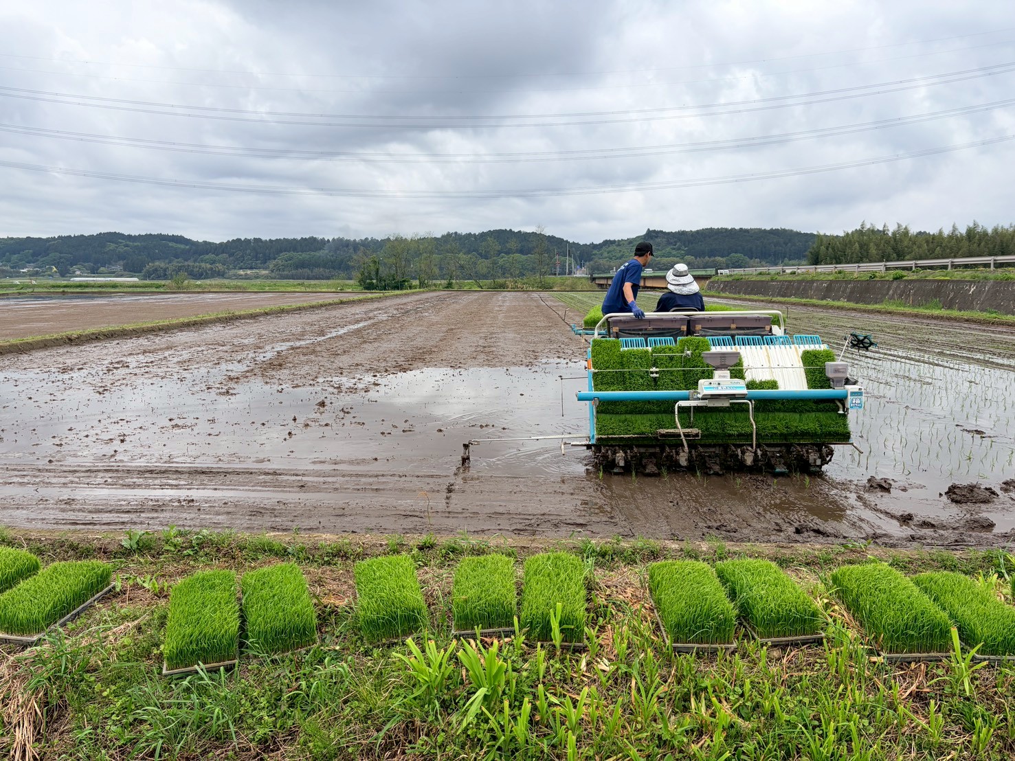 田植え完了!