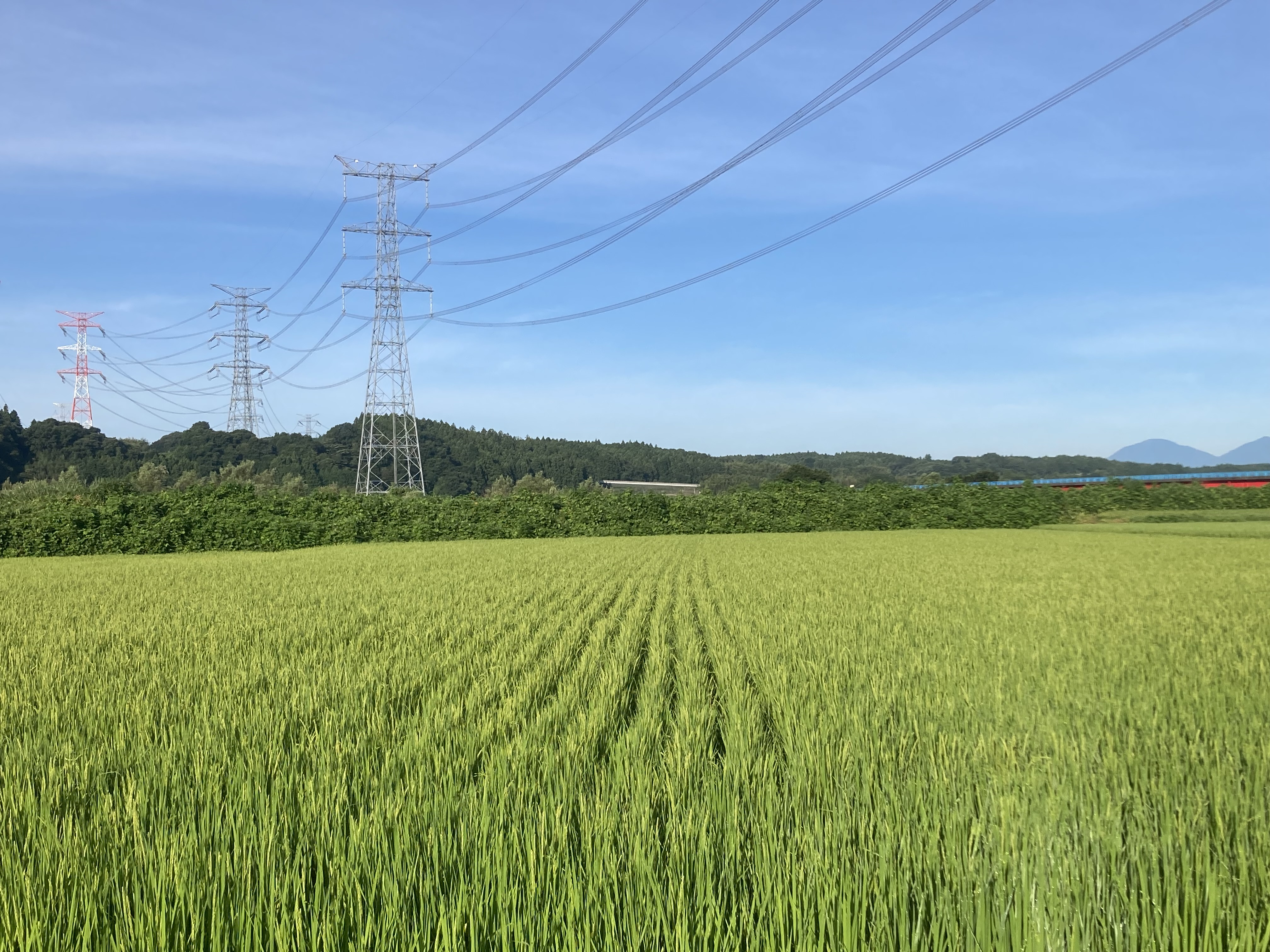 稲らしくなってまいりました！