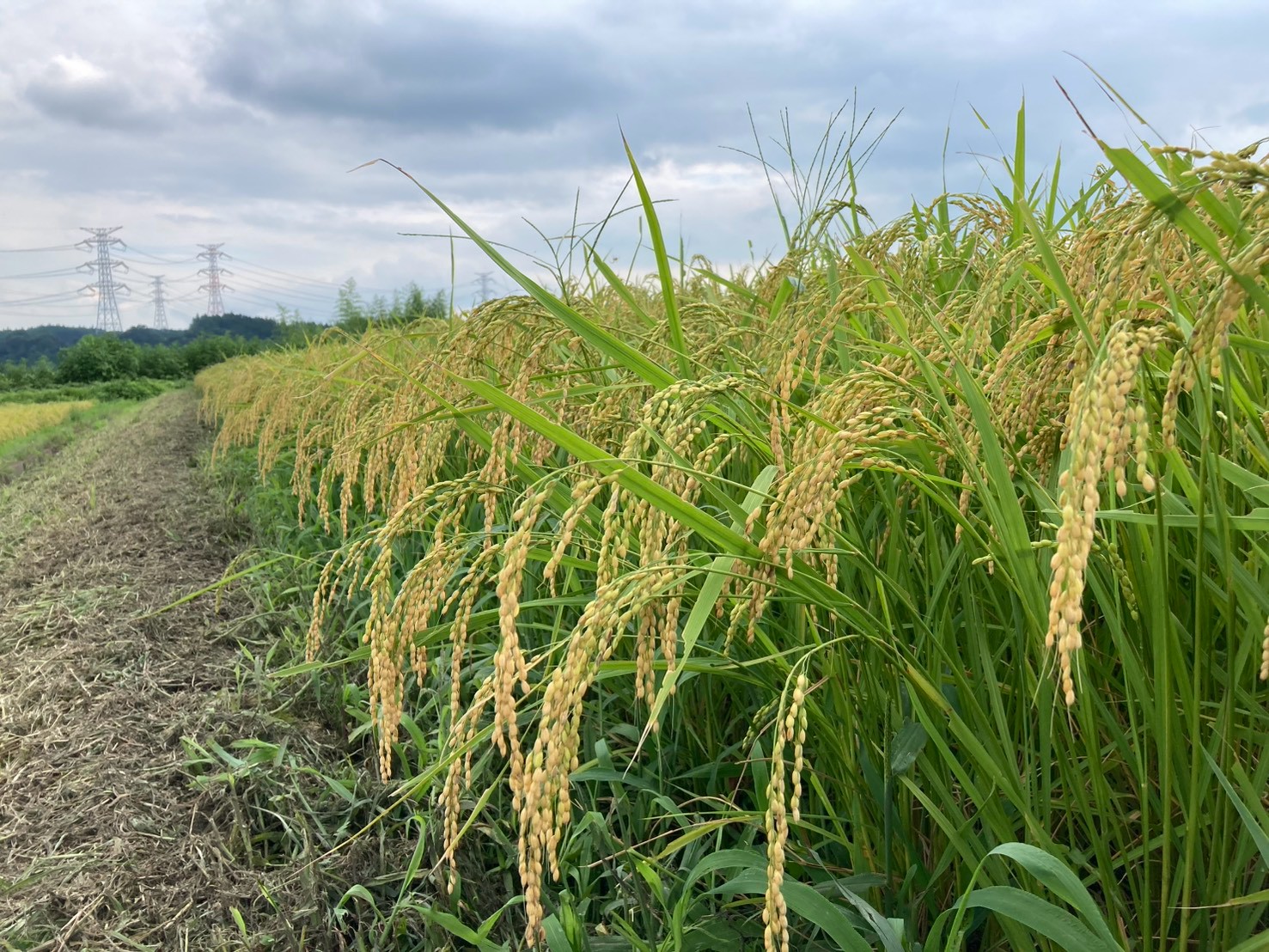 通常商品の予約販売スタート🌾