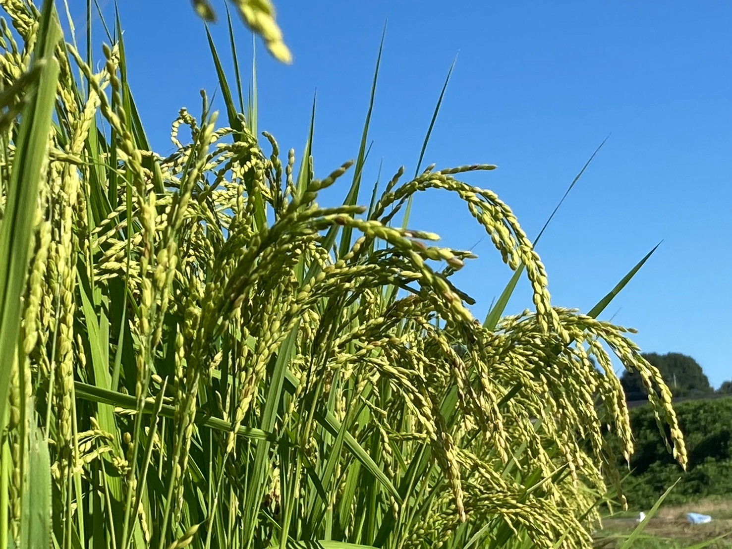 稲刈りまであとわずか・・・🌾