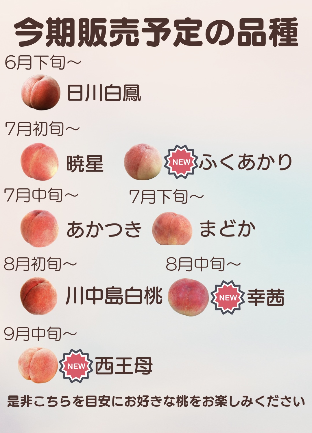 今期収穫予定の桃をご紹介🍑✨