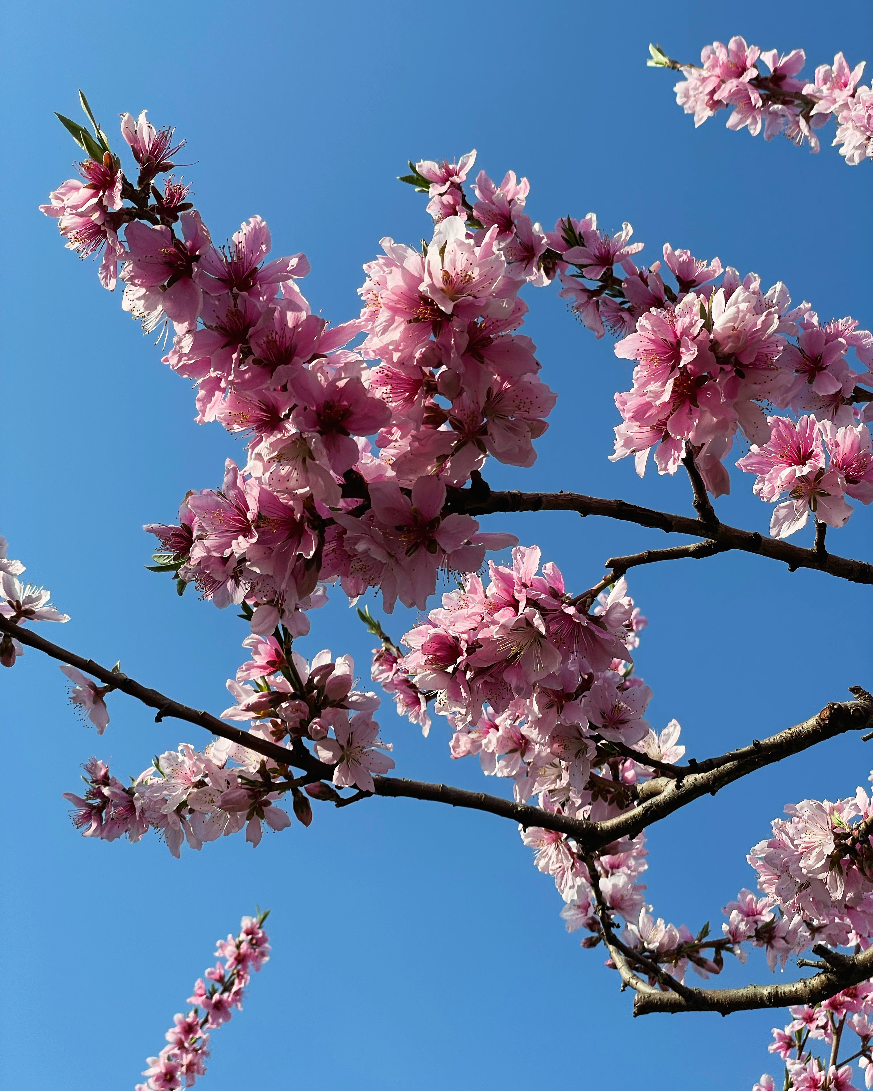 桃の花🌸