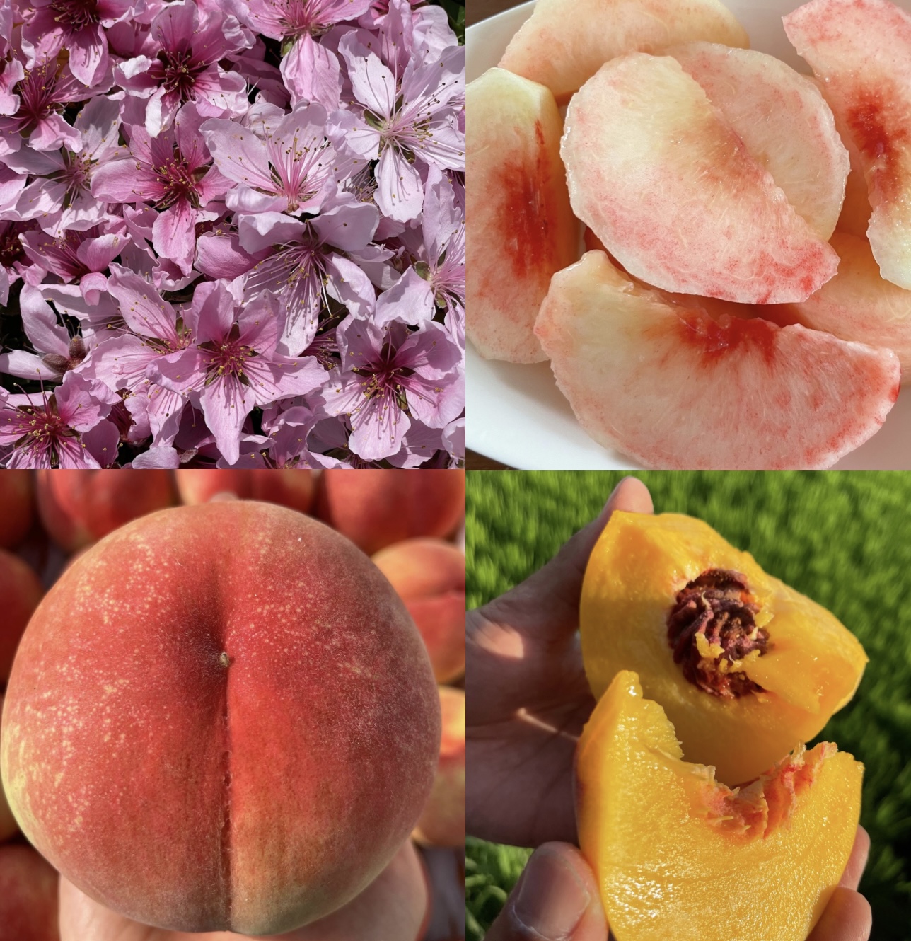 いよいよ7月2日より収穫開始です🙇🏻🍑