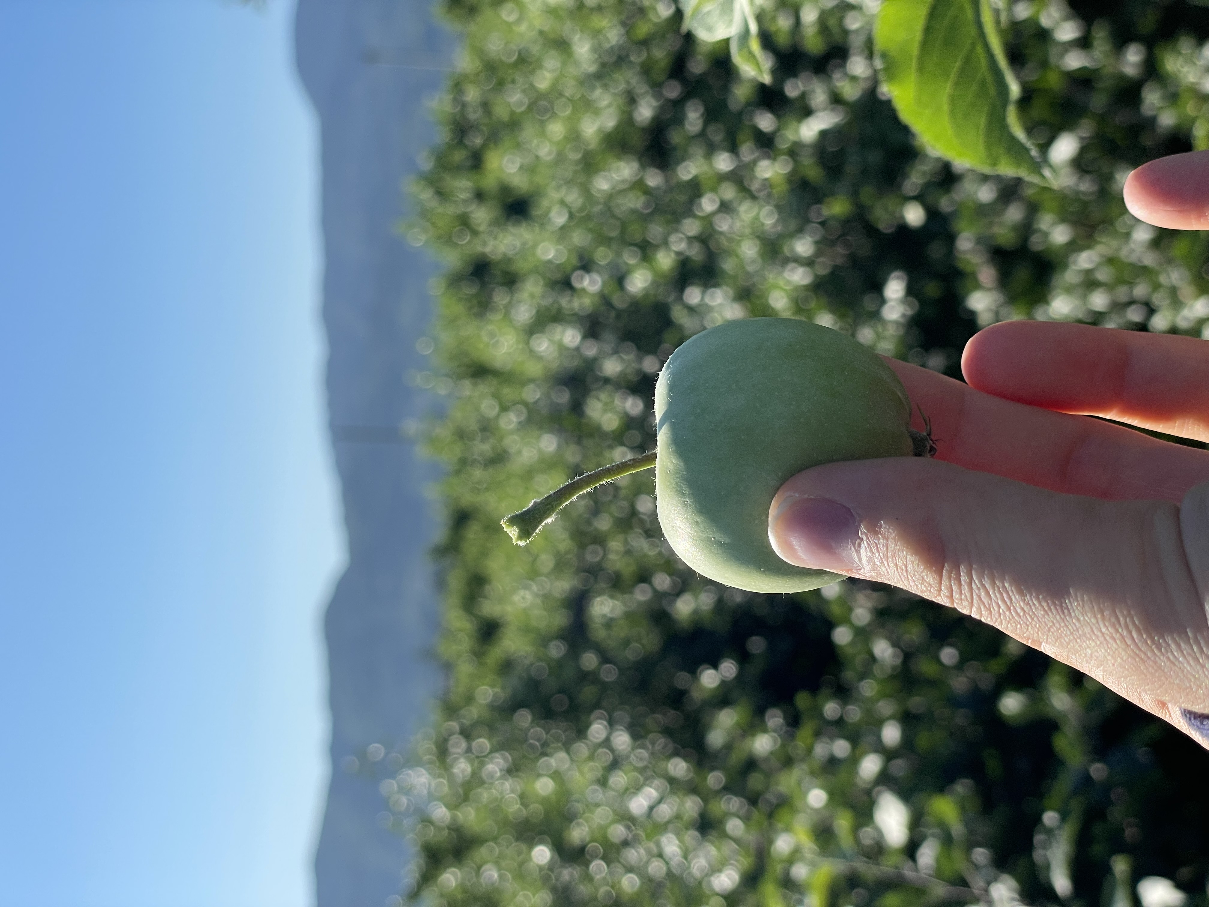 りんごも準備しています🍎