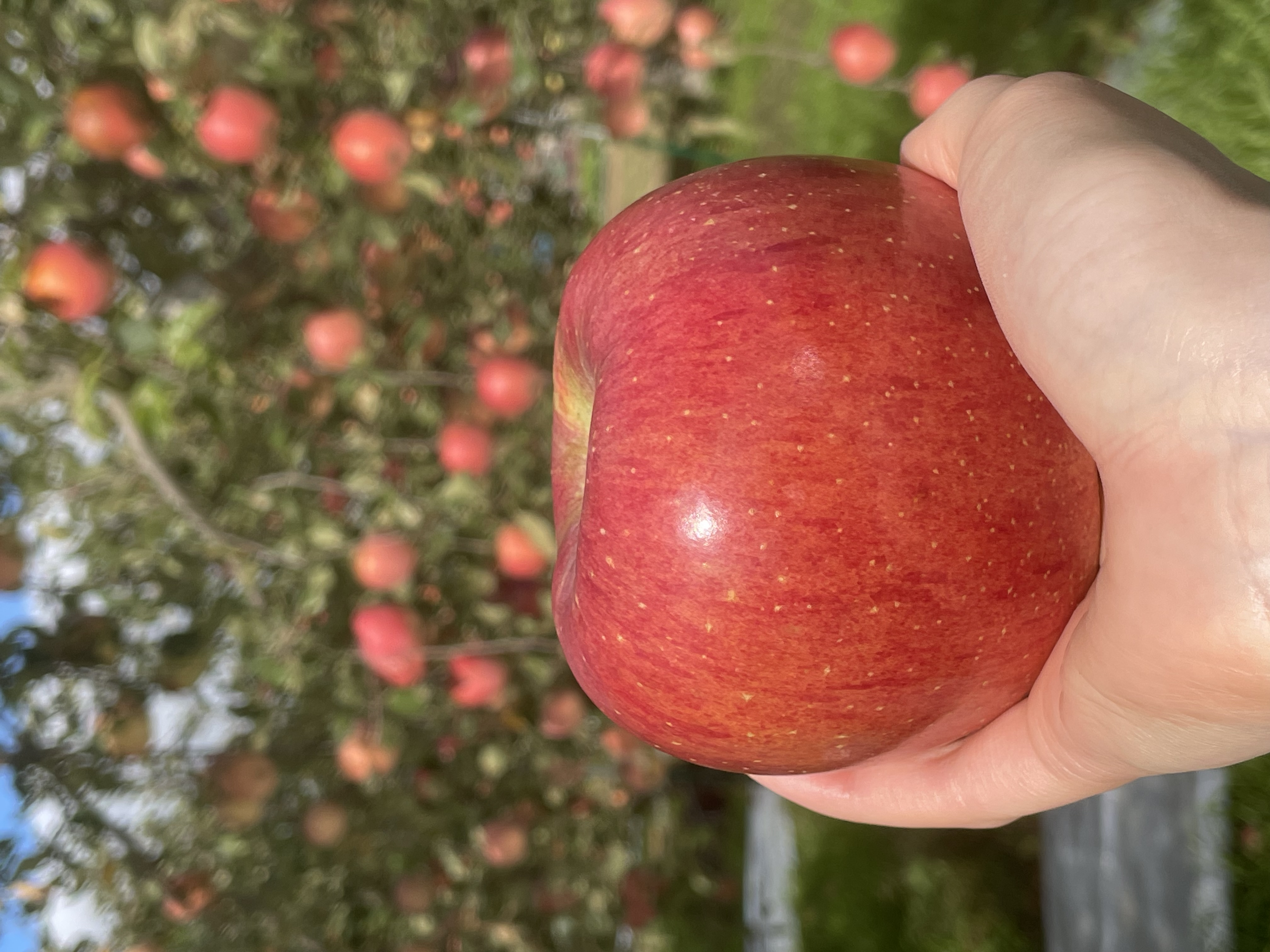 林檎とても順調に育っています🍎💪🏻
