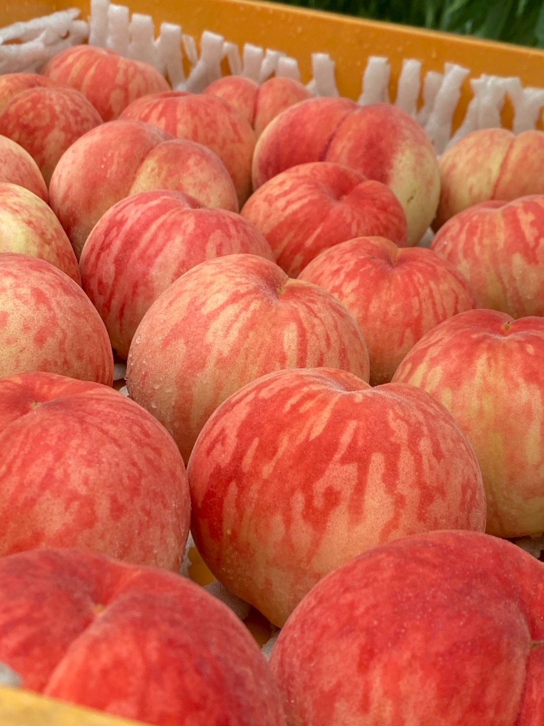 「あかつき」の季節が終わりました🍑