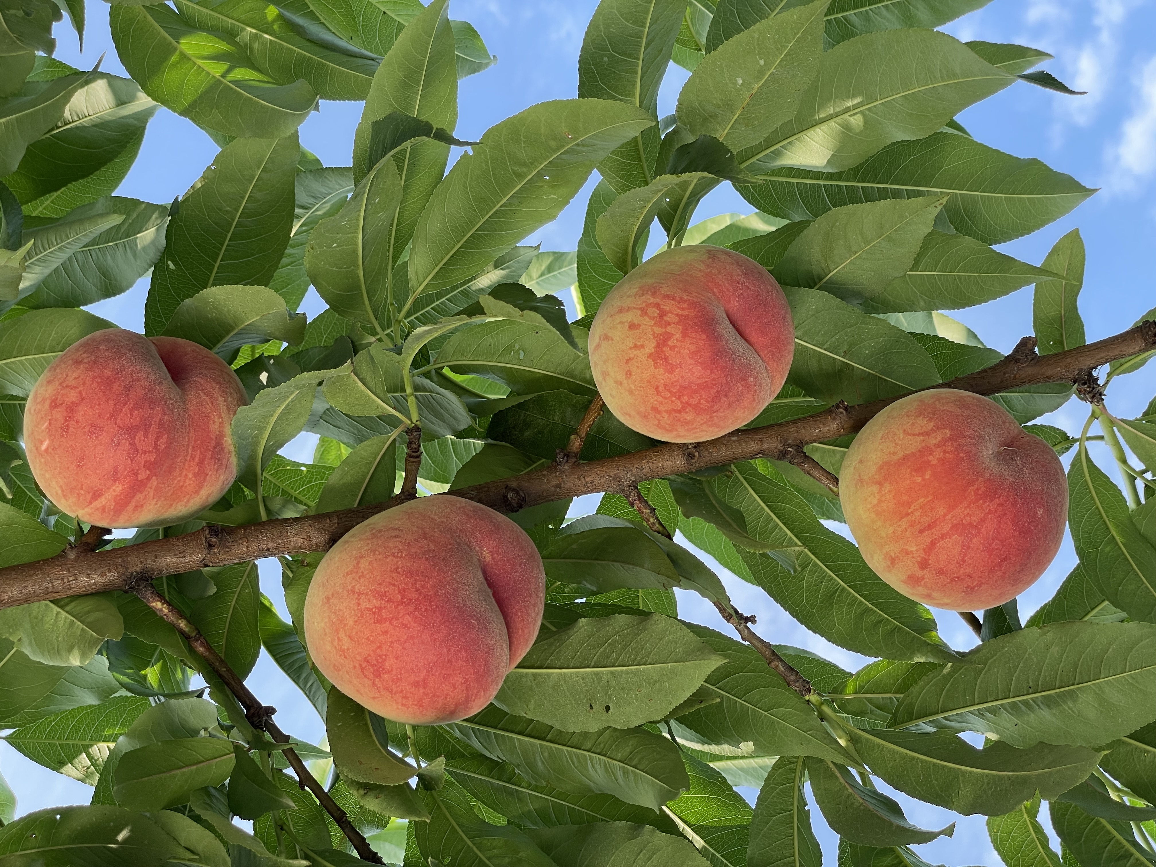 「日川白鳳」収穫開始🍑