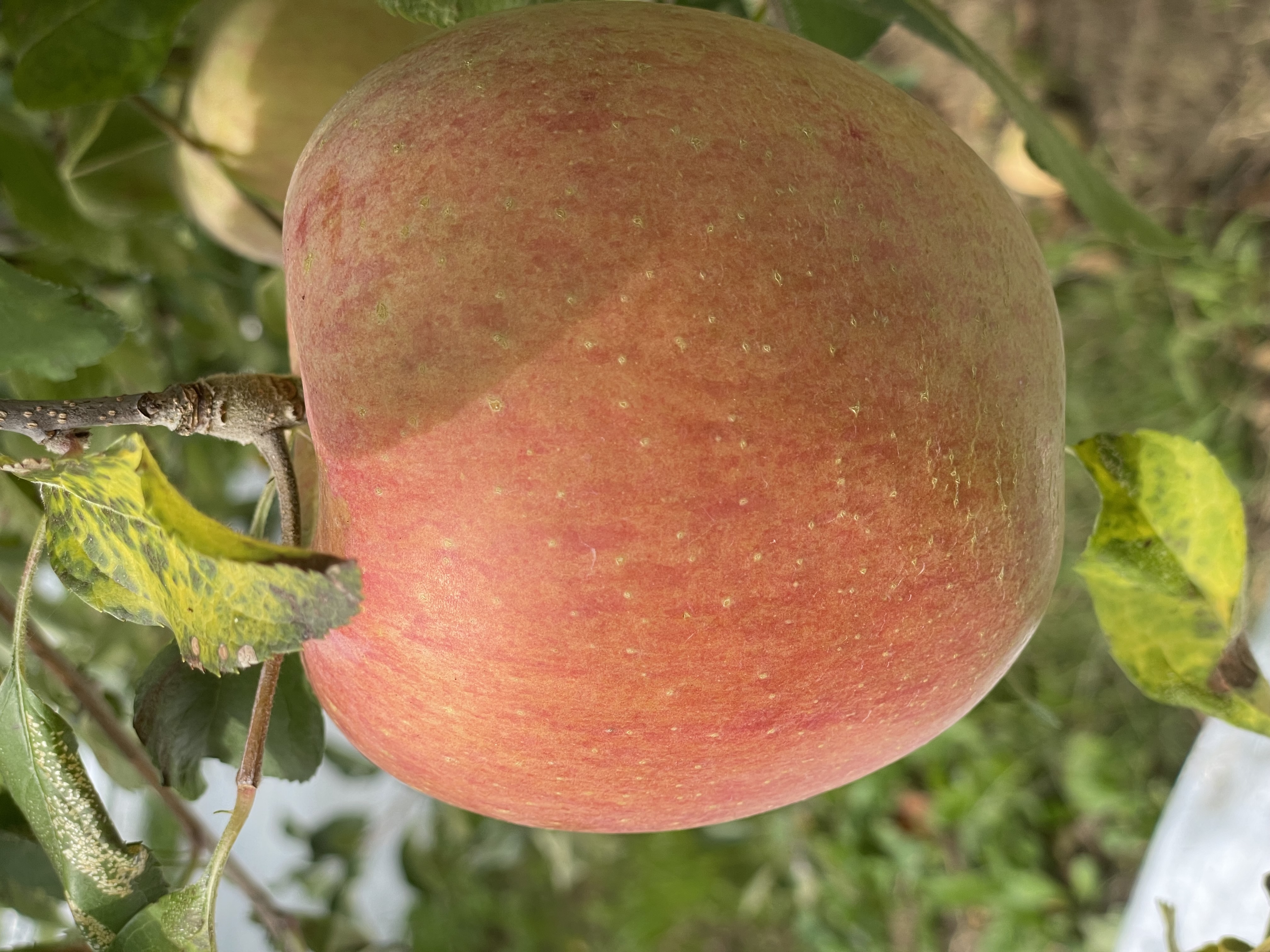 林檎の収穫ももう少しです🍎