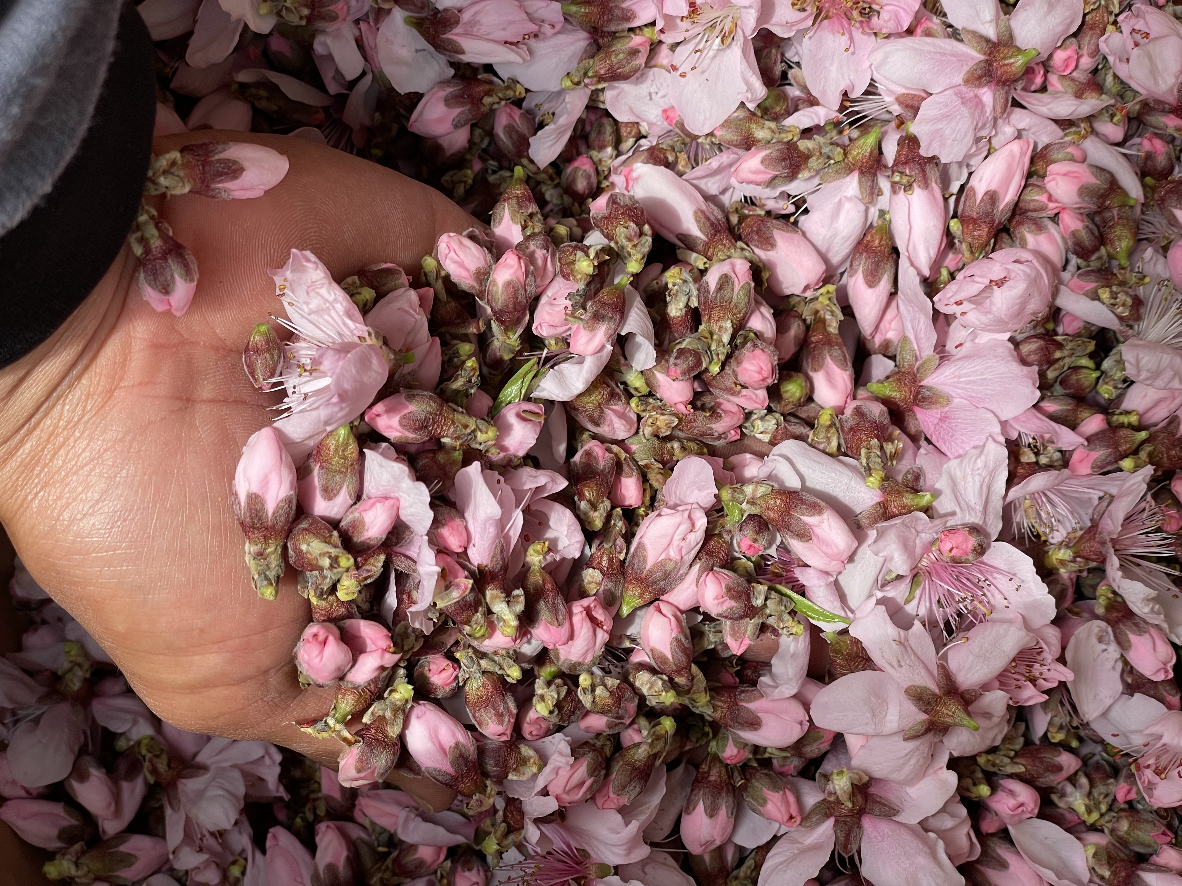 桃の花の摘花作業🌸