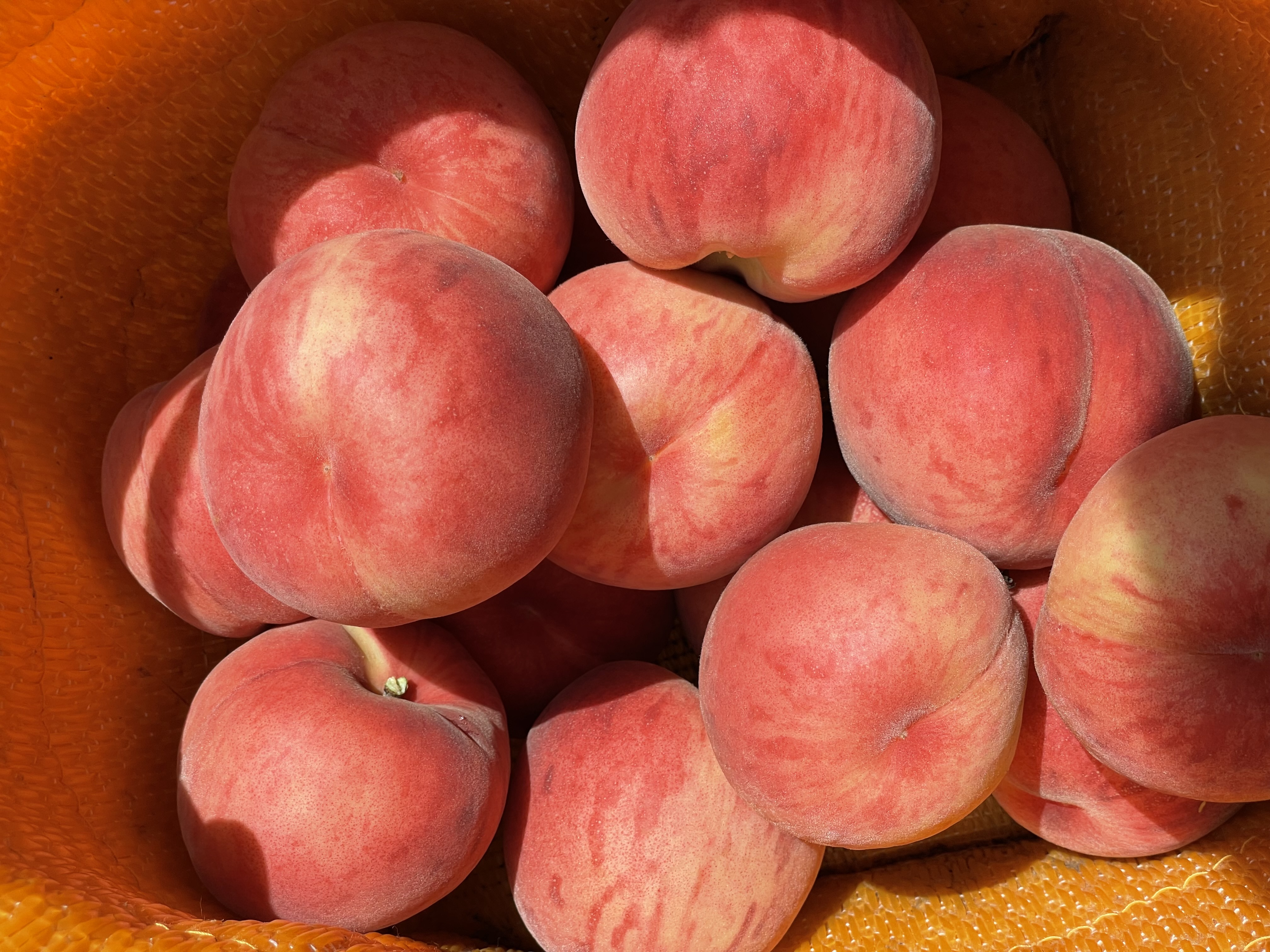 ふくあかりの収穫無事終了致しました🍑