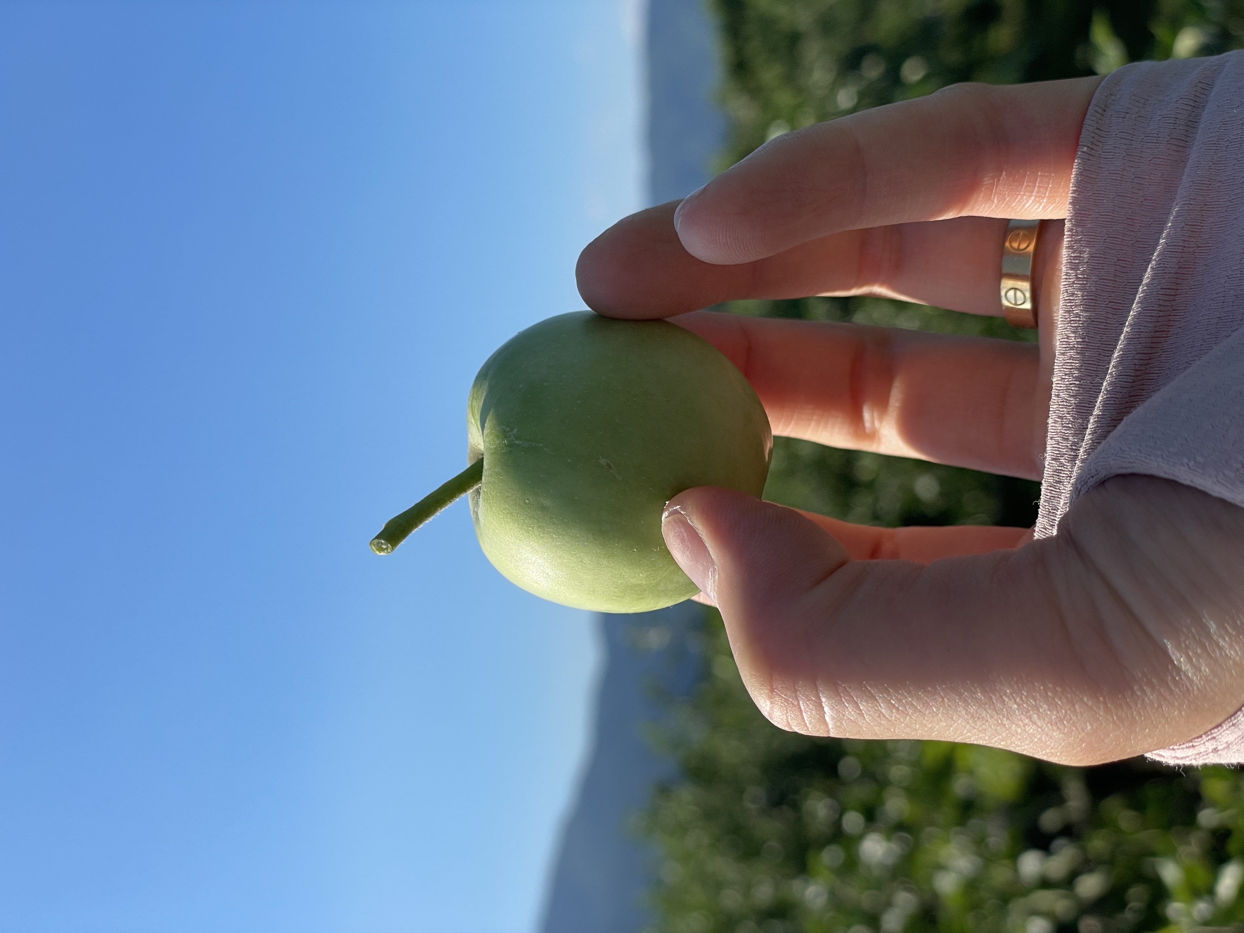 林檎の収穫準備🍎