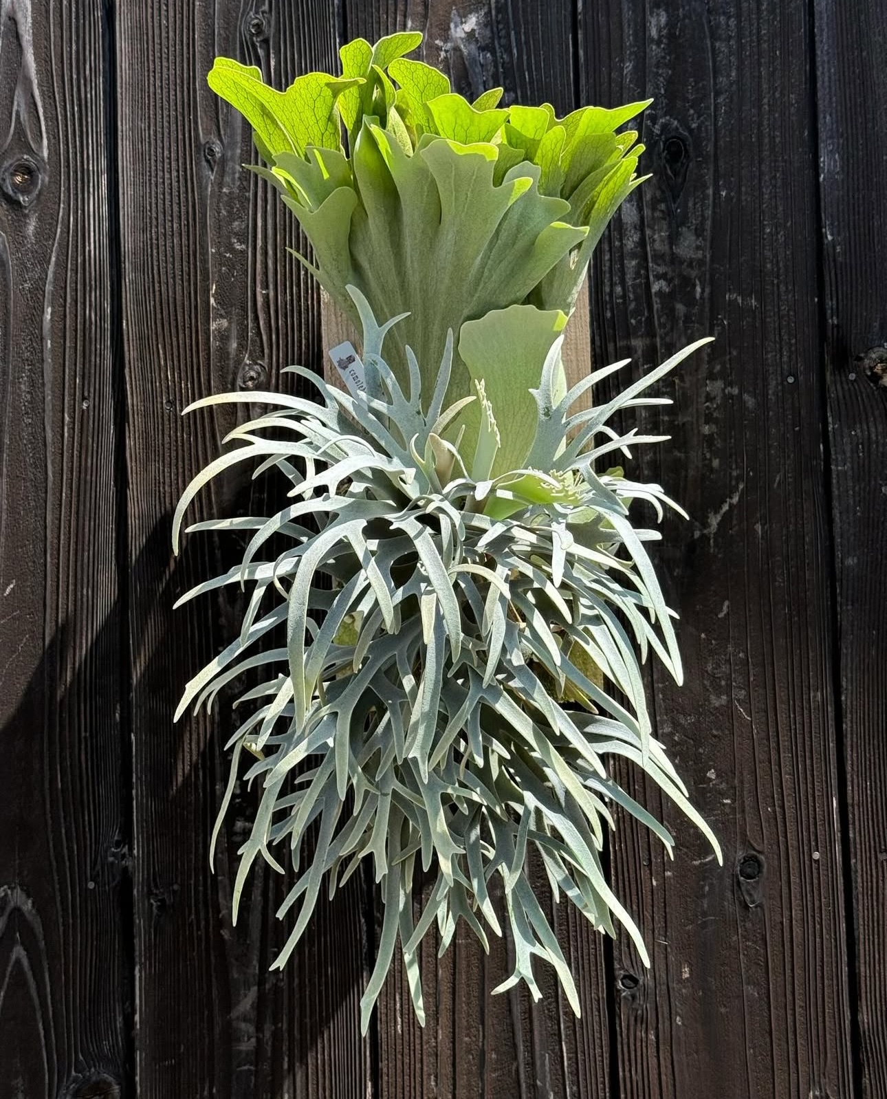 White Feather from comolebi plants