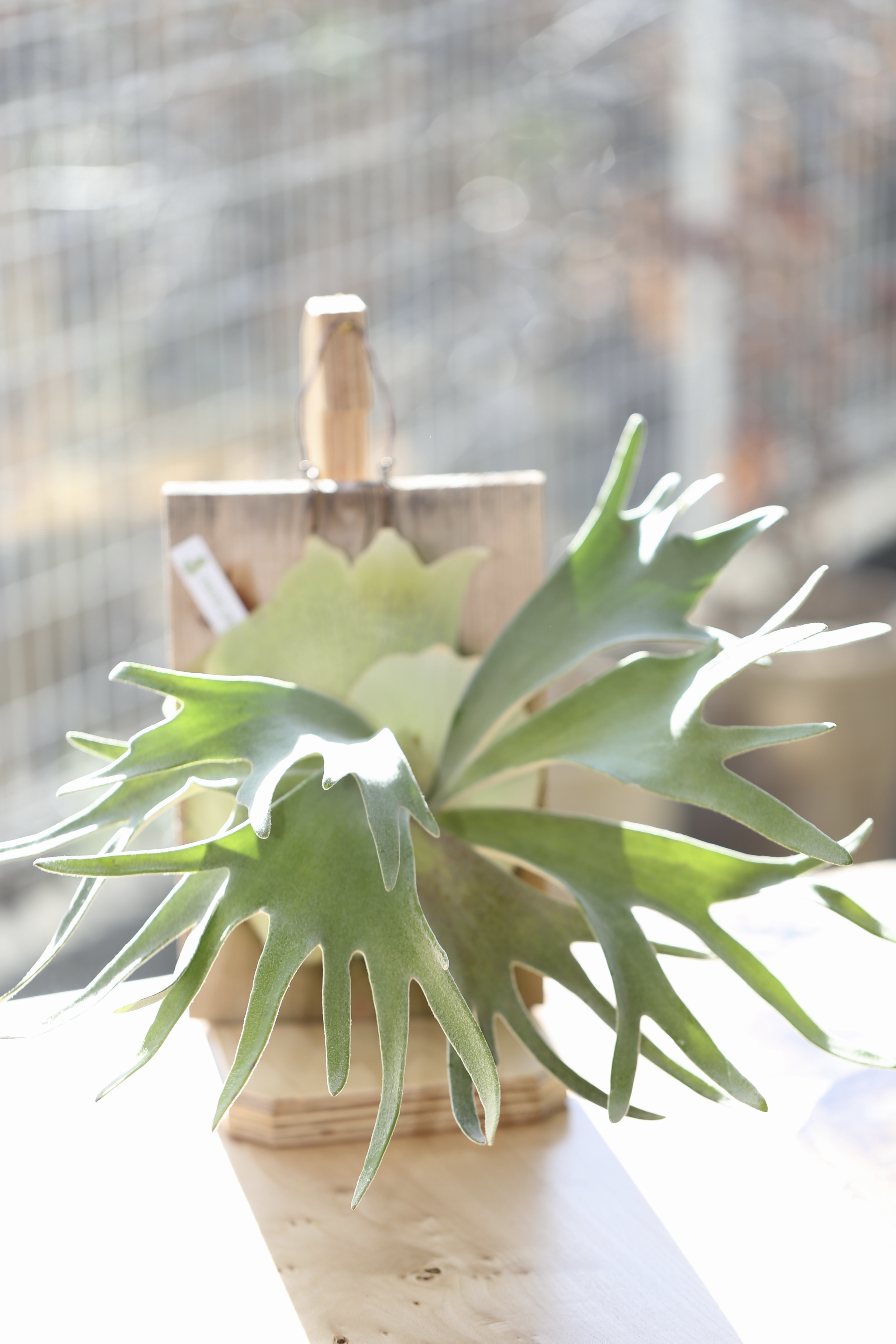 Celso Tatsuta from comolebi plants
