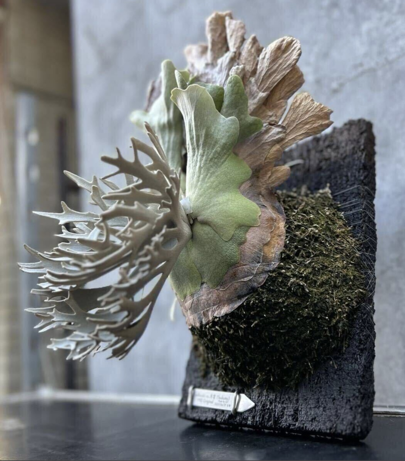 P.Willinckii 月雲【Tsukumo】