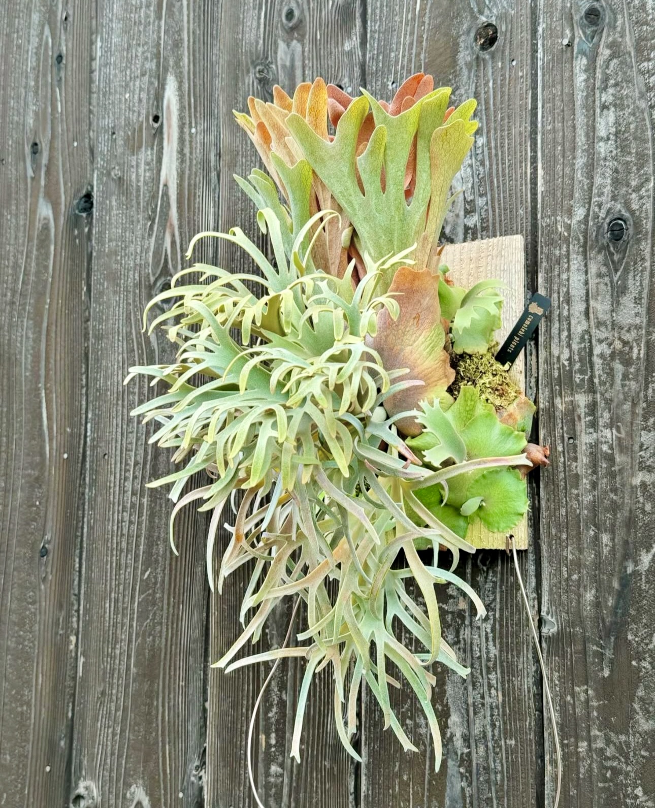 憧れのcomolebi plantsへ
