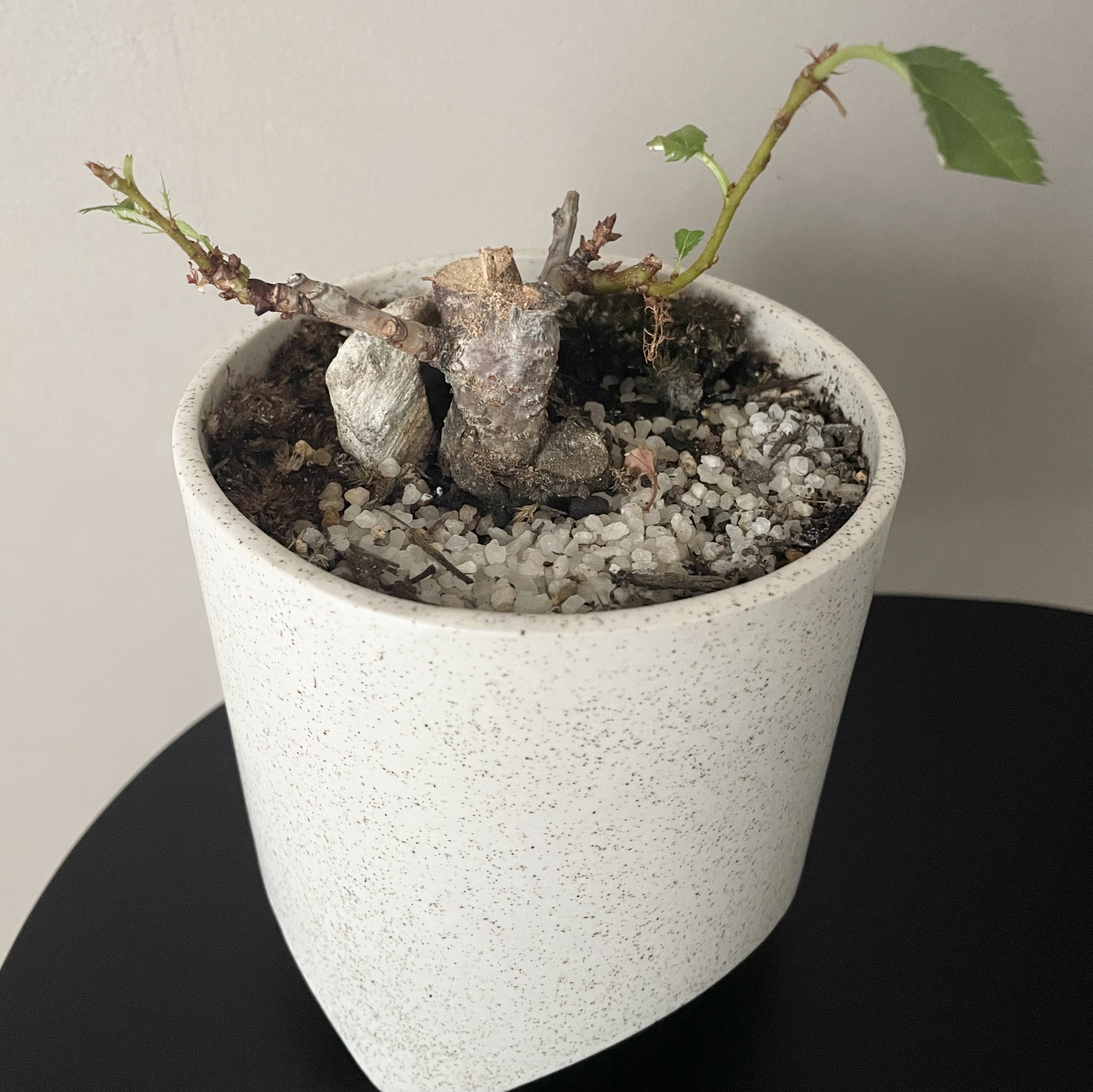 自宅の桜がピンチ