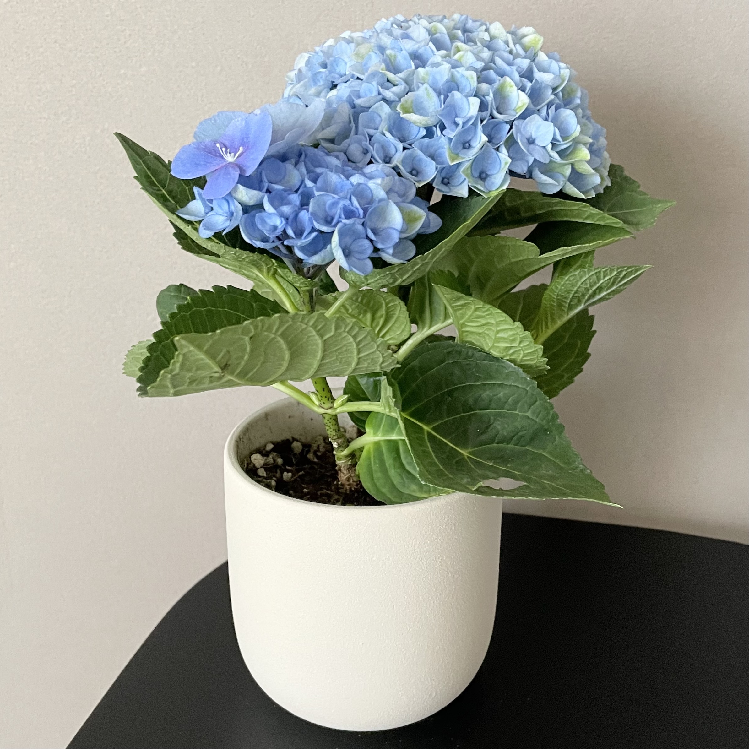 紫陽花