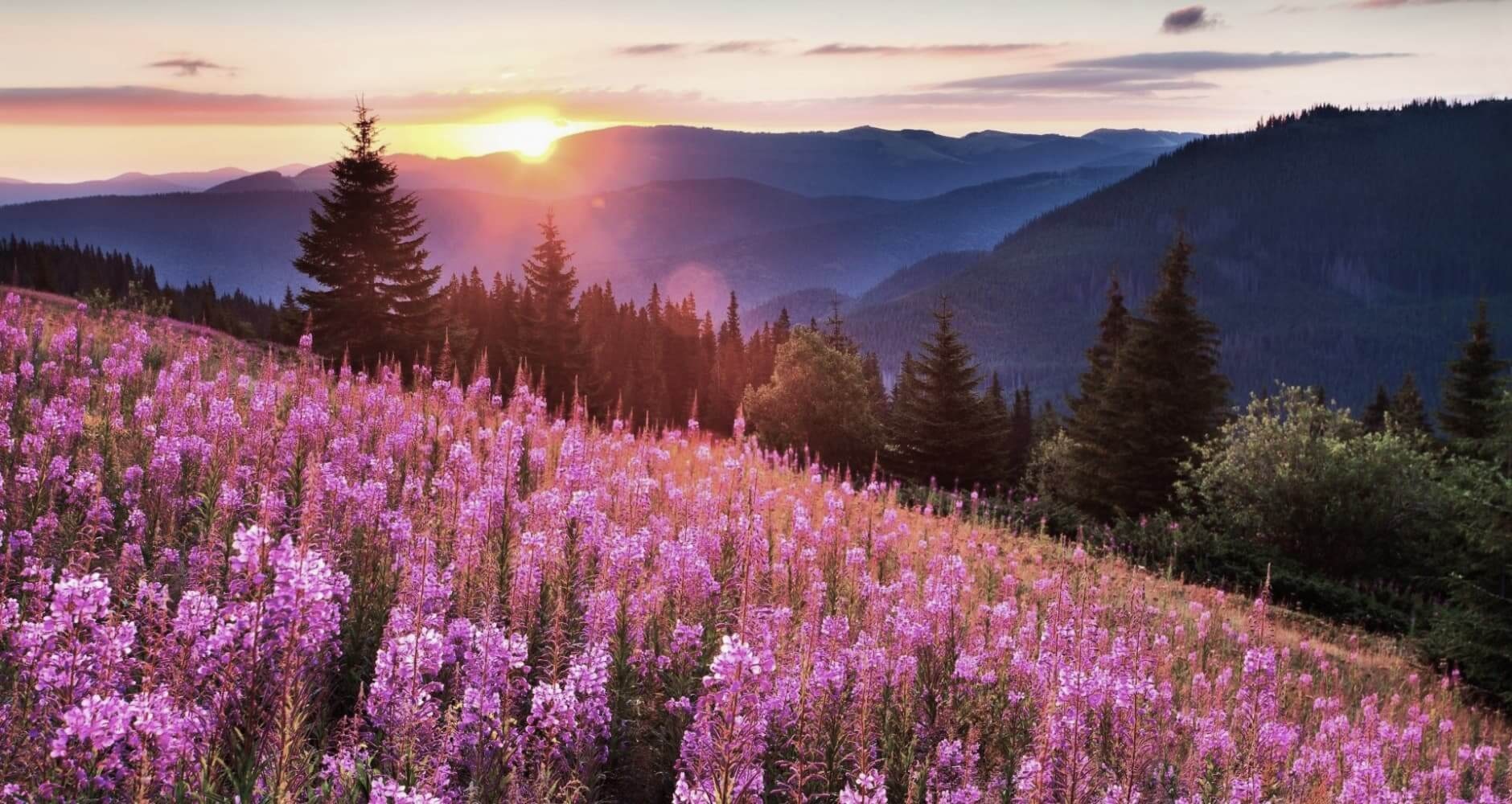 【SOLD OUT目前】UA.Designer ハーブティ ベスト3はこちらです!