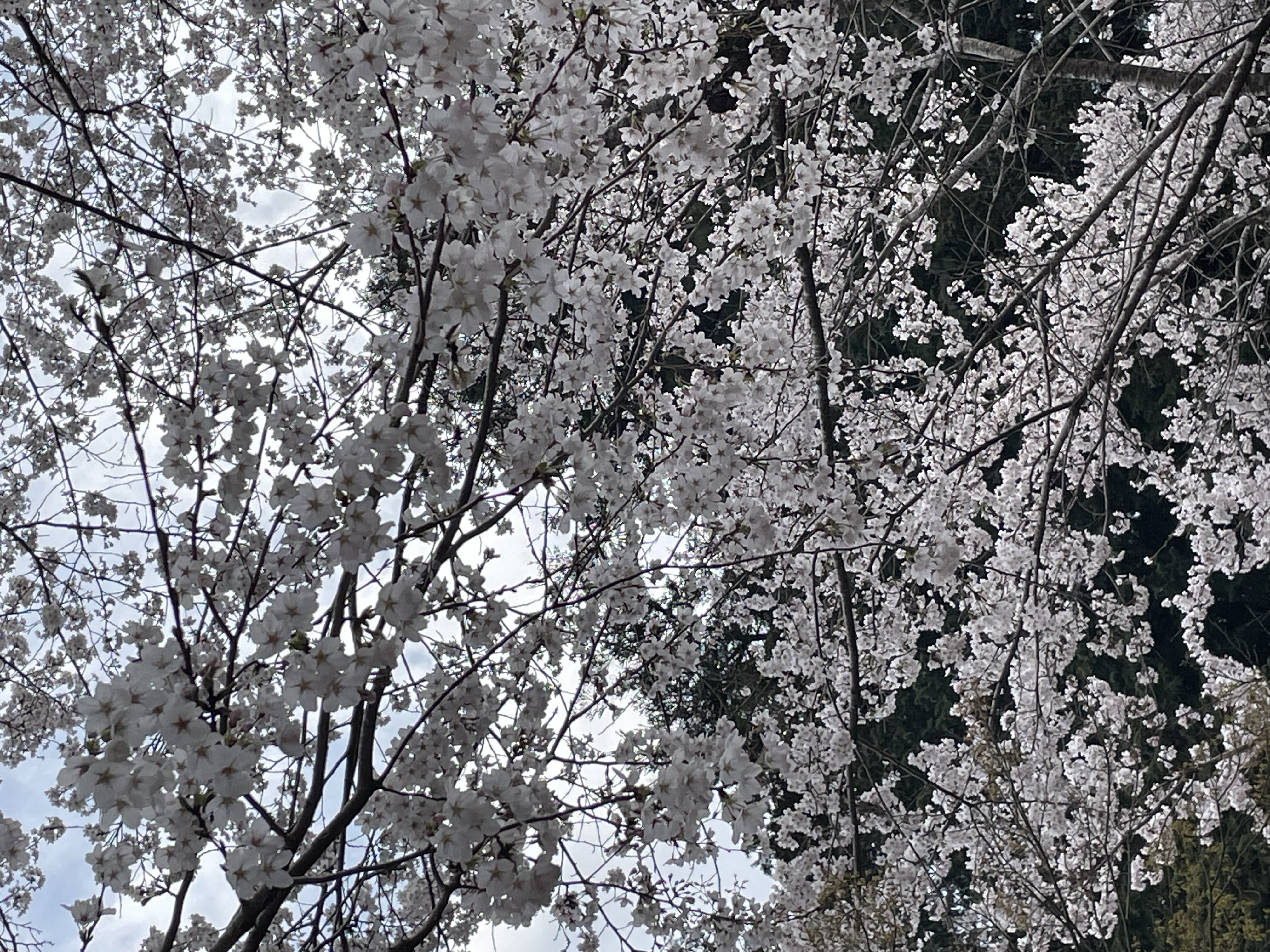 【4月出店予定・リマインド】POP UP出店(福岡・大阪・長崎)& ワークショップ(奈良・京都)