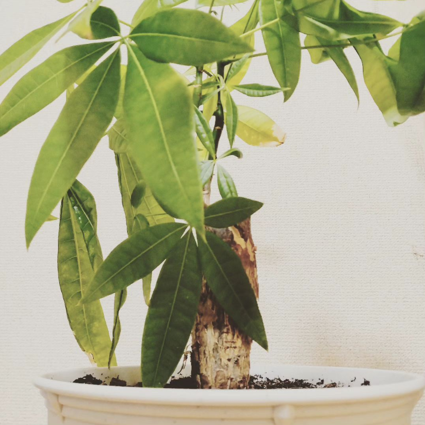 【植物の成長はすごいですね】