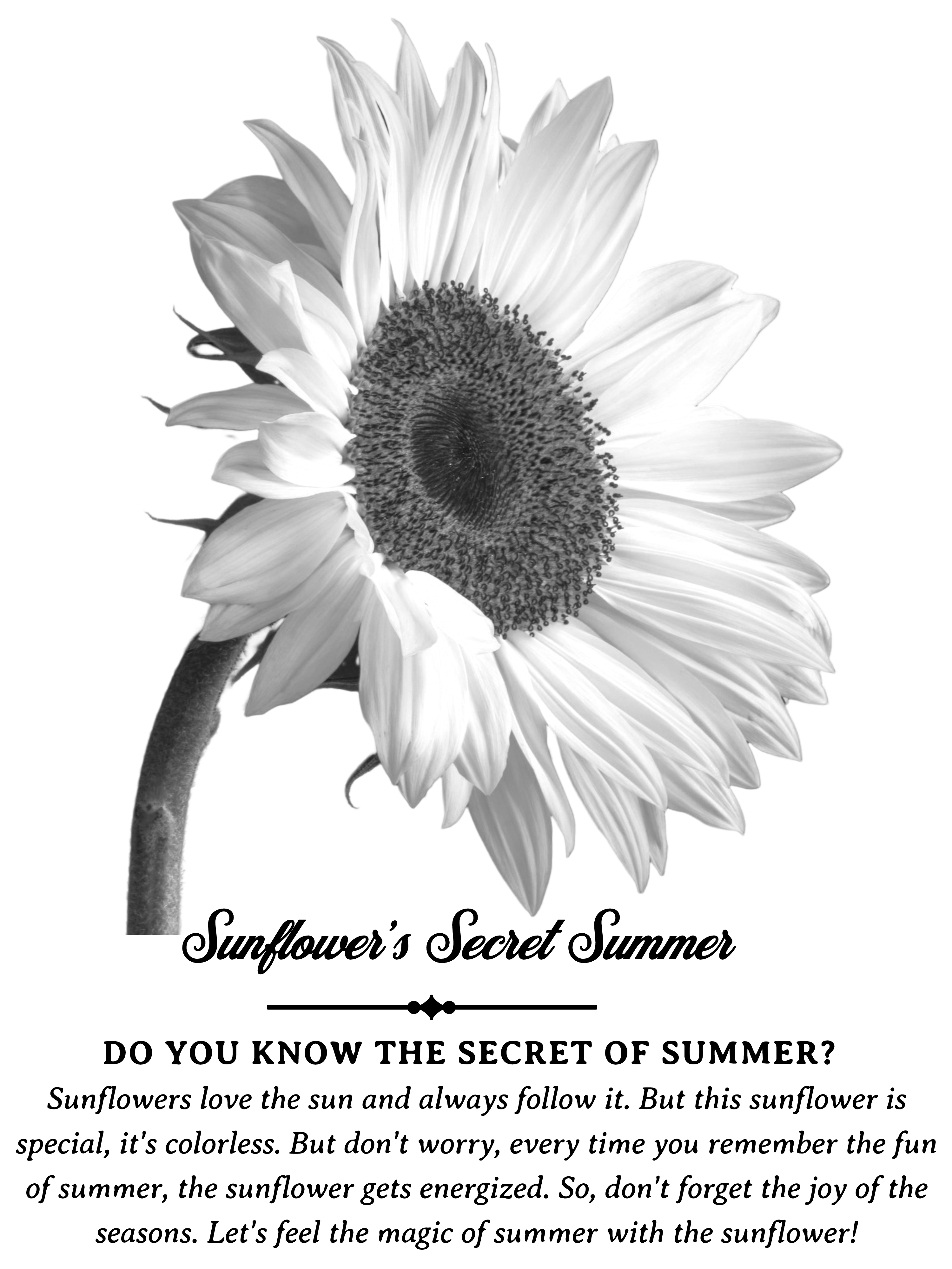 Stylish Monochrome Sunflower Tee: Embrace the Seas