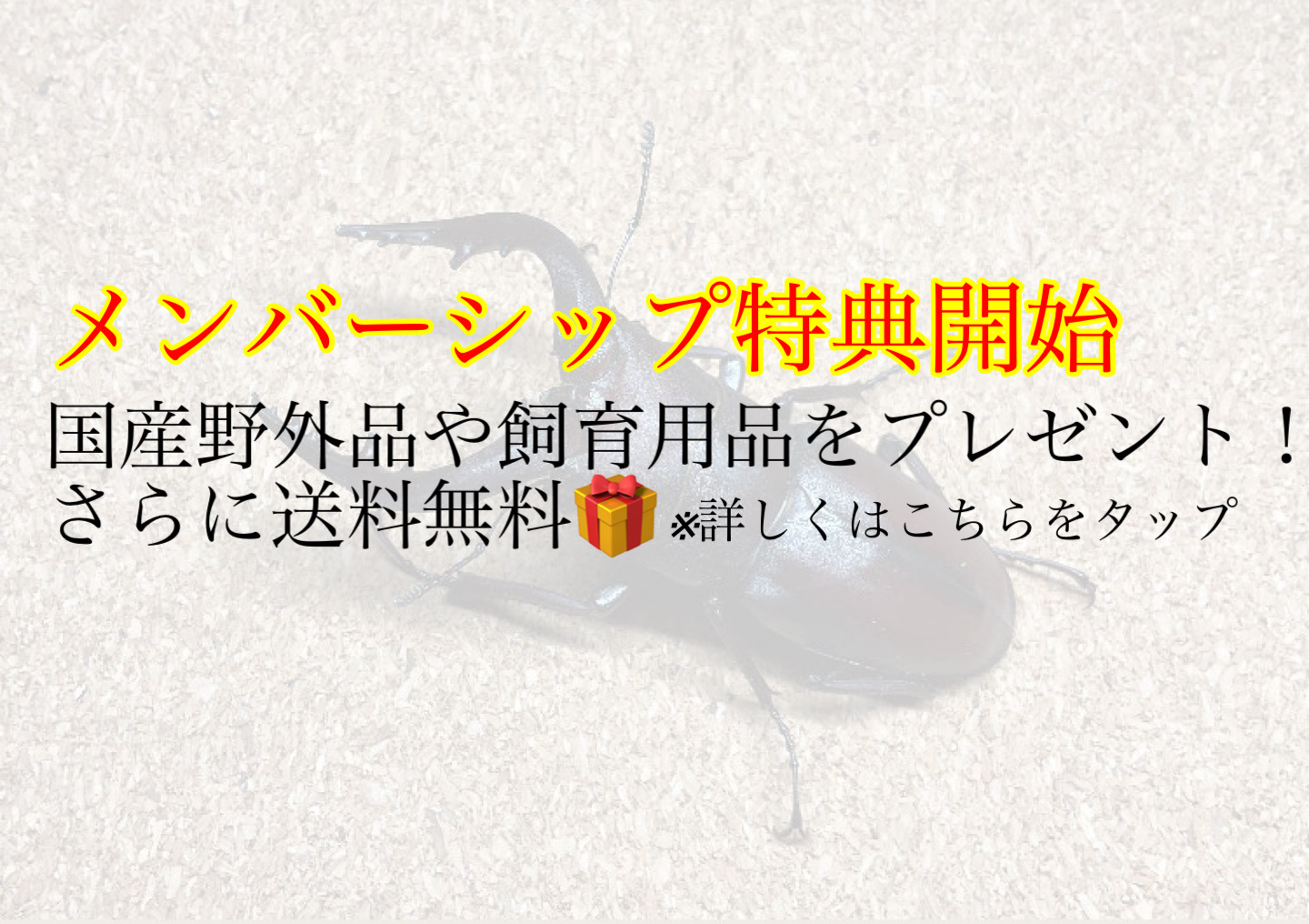 メンバーシップ開始