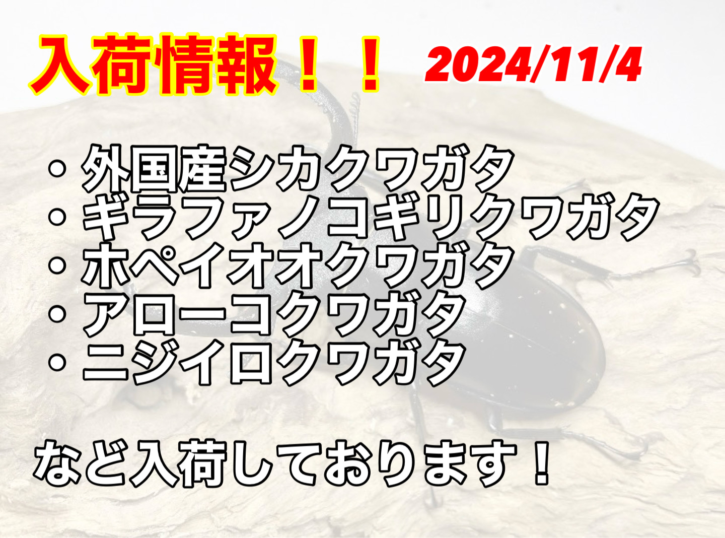 生体入荷