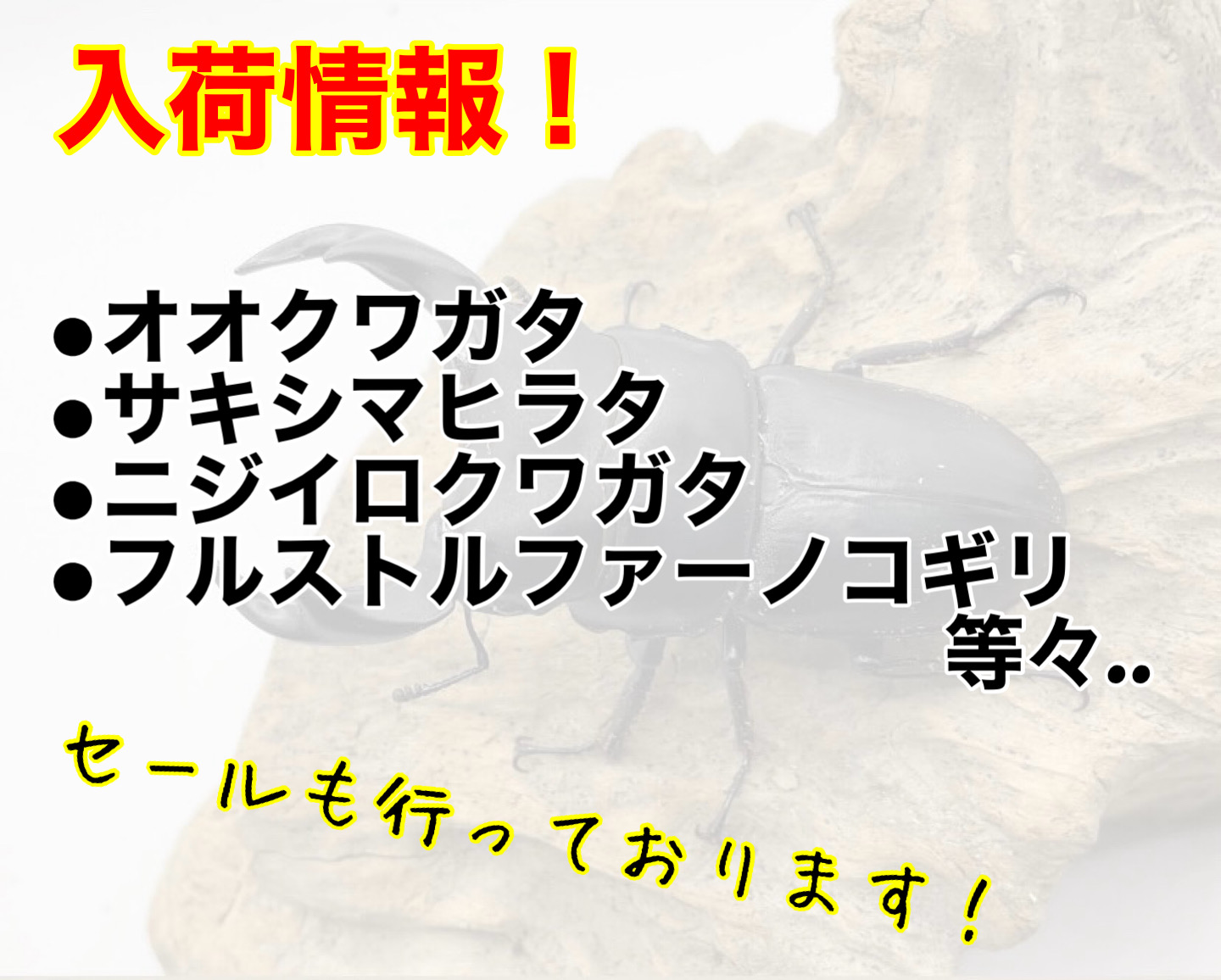 生体入荷！