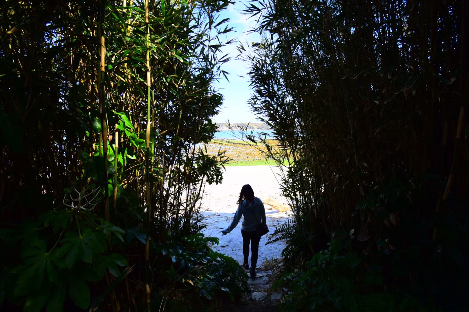 放置竹探しの旅はまだまだ読きます。