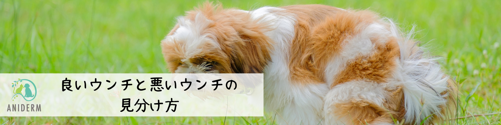 良いウンチ・悪いウンチの見分け方
