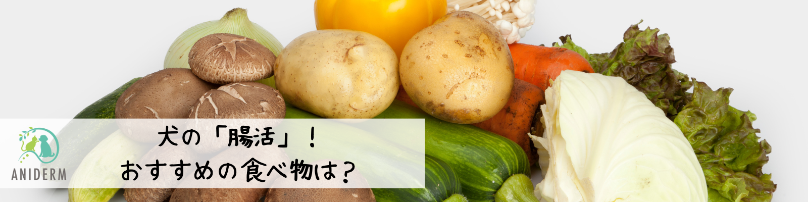 犬の『腸活』！おすすめの食べ物は？
